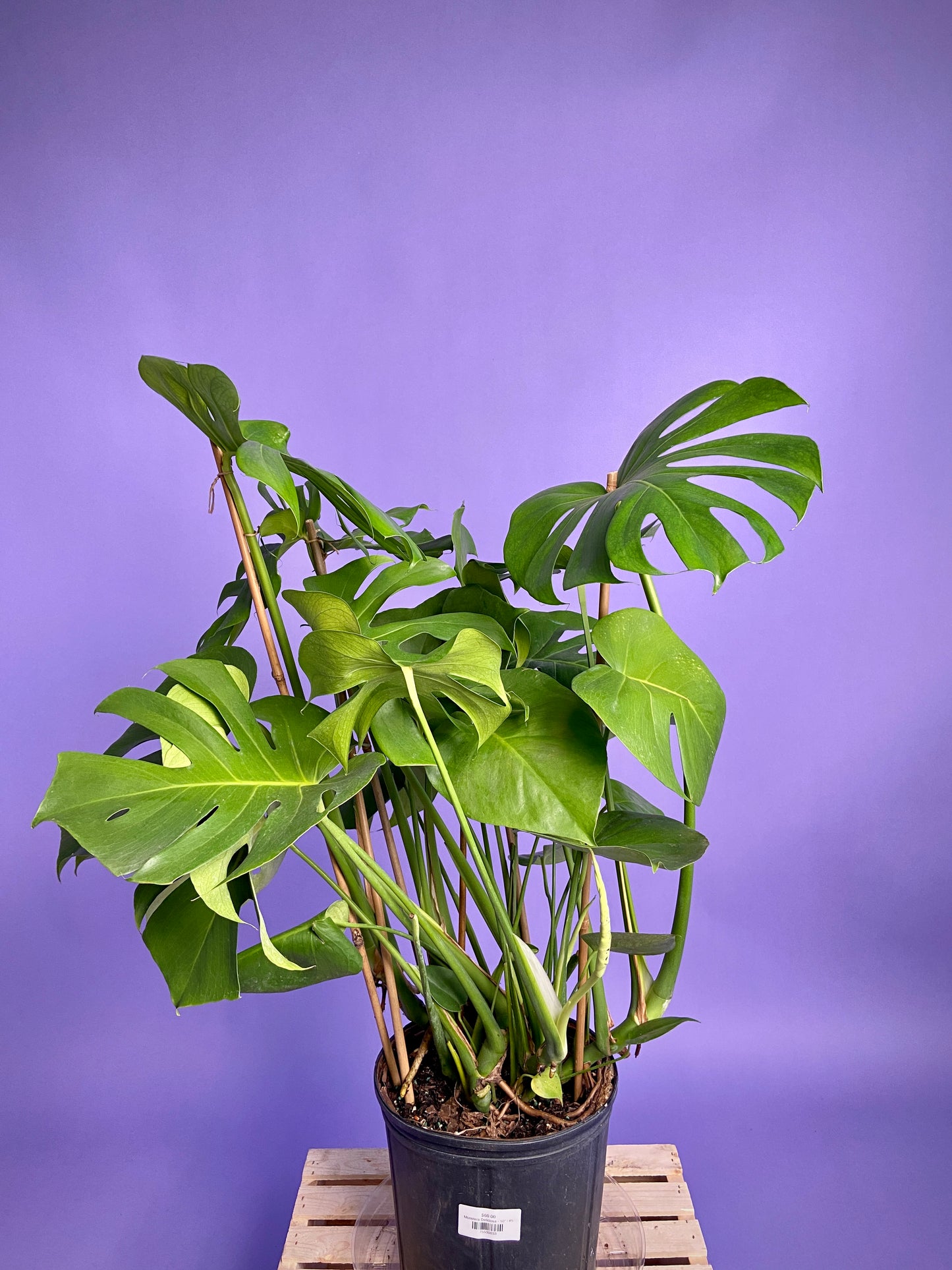 Monstera Deliciosa - 10"