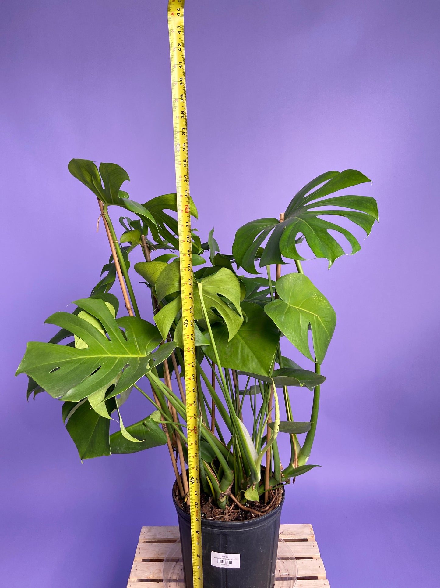 Monstera Deliciosa - 10"