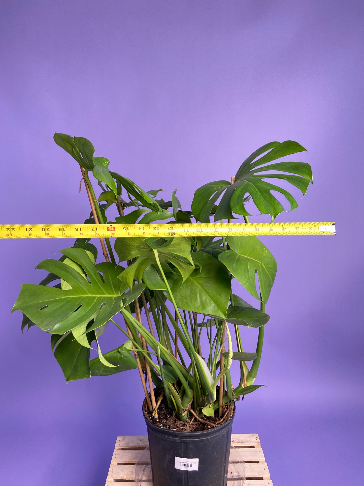 Monstera Deliciosa - 10"