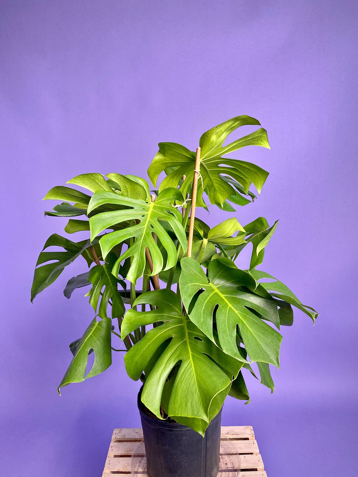 Monstera Deliciosa - 10"