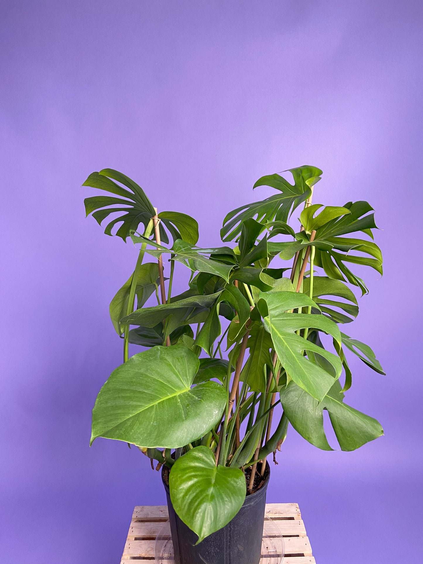 Monstera Deliciosa - 10"