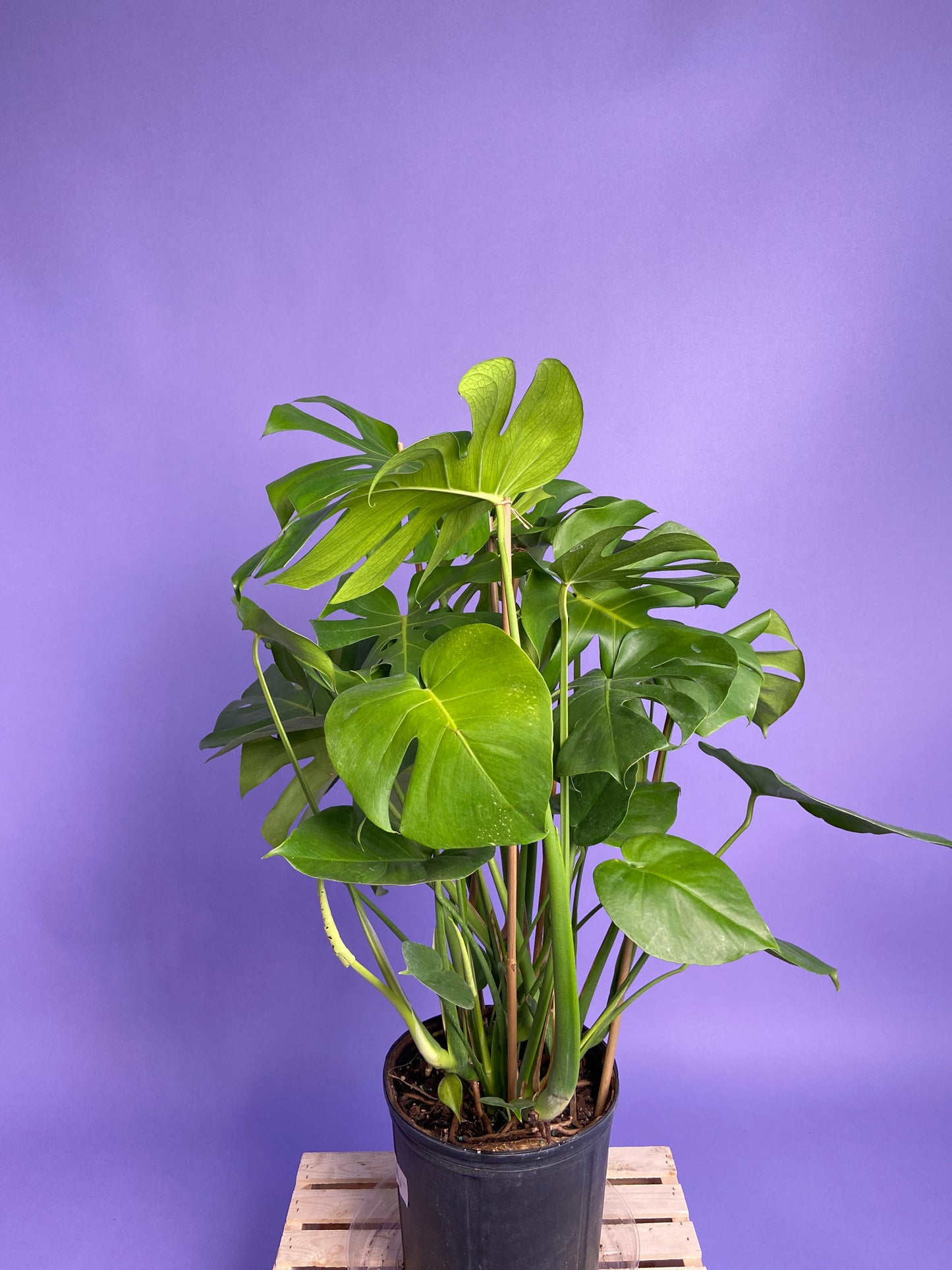 Monstera Deliciosa - 10"