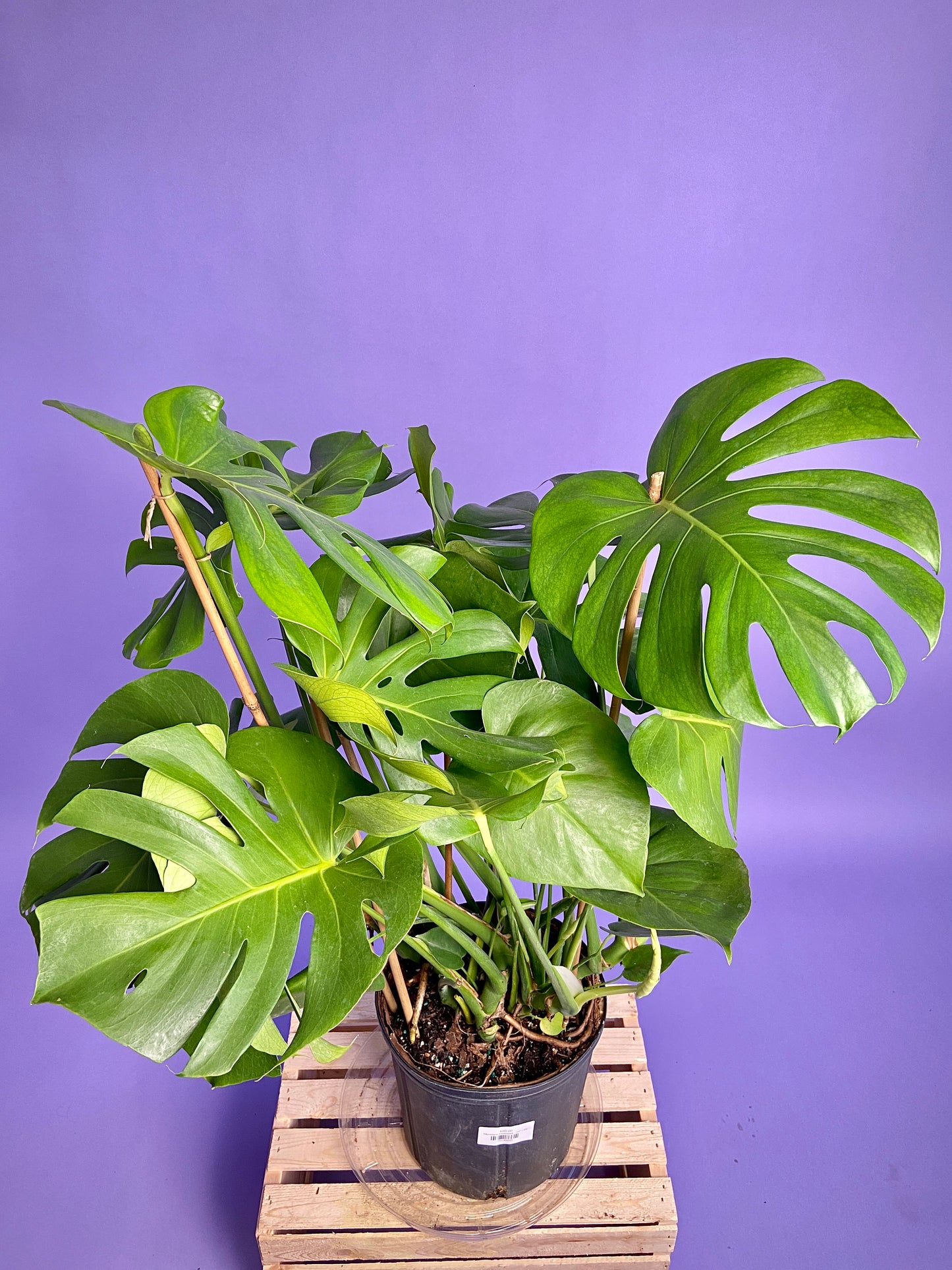 Monstera Deliciosa - 10"