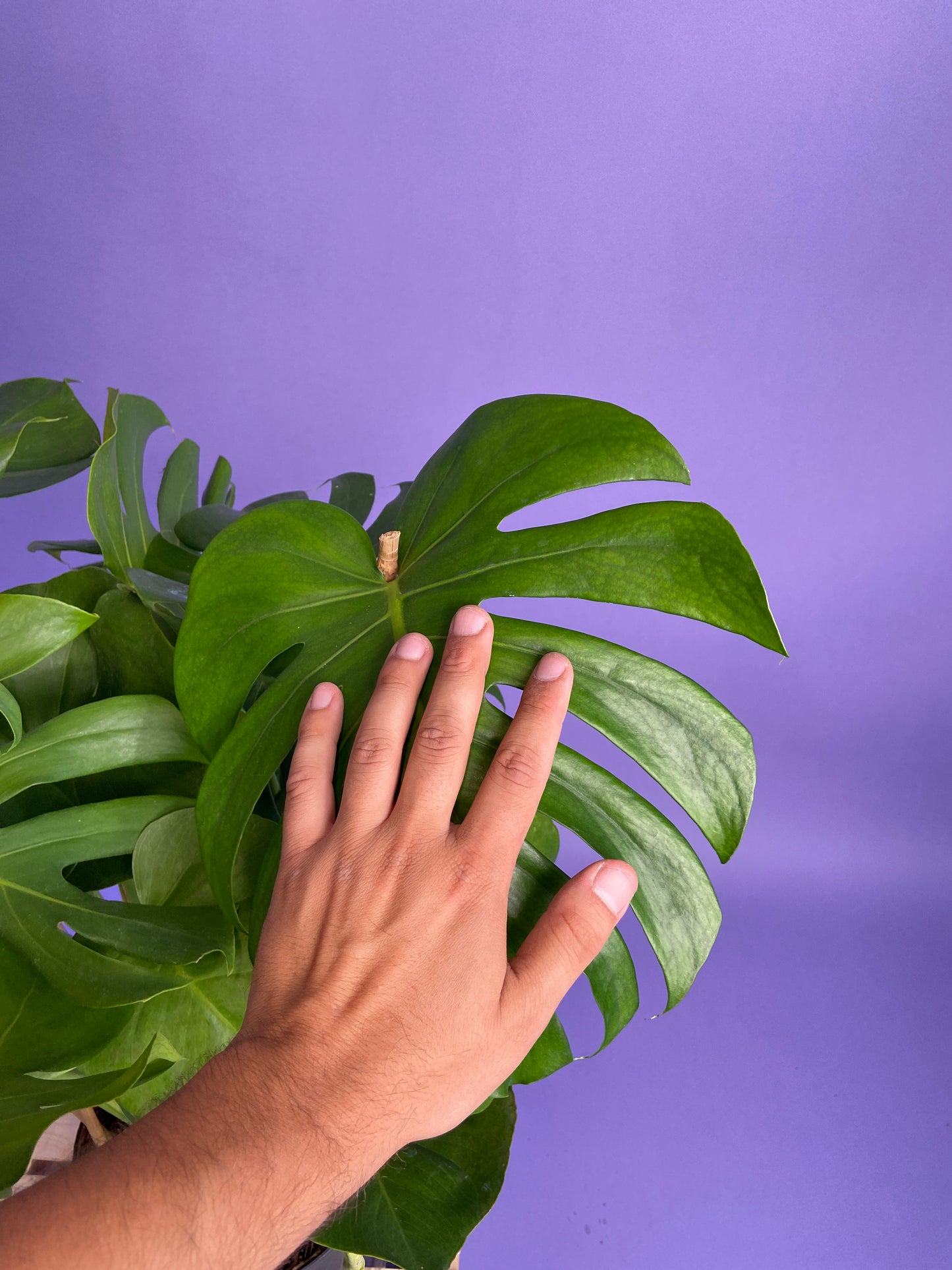 Monstera Deliciosa - 10"