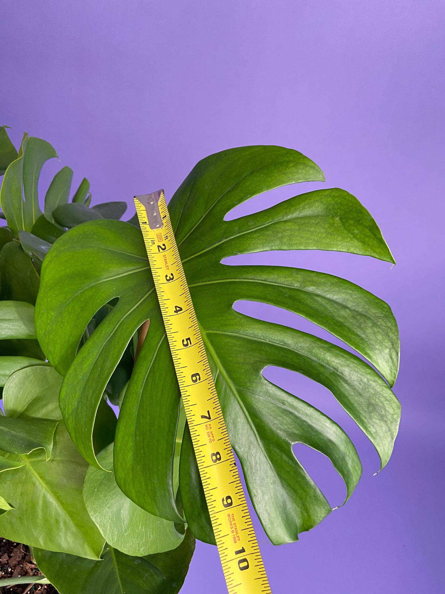 Monstera Deliciosa - 10"