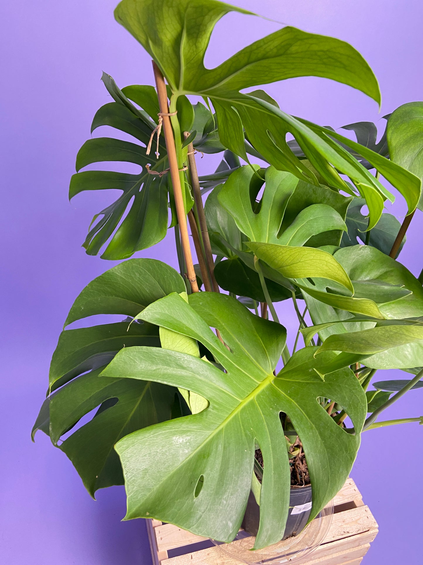 Monstera Deliciosa - 10"