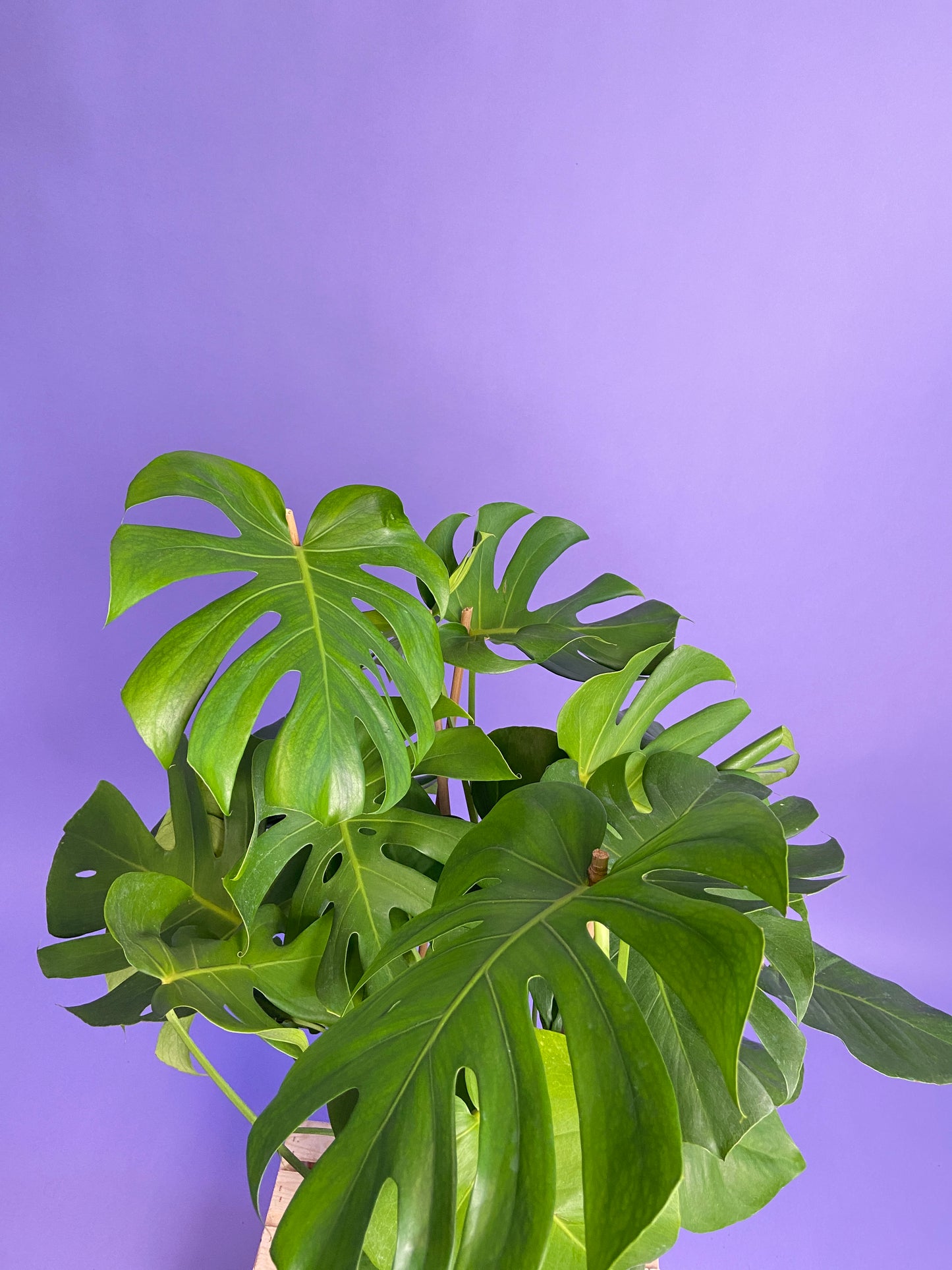 Monstera Deliciosa - 10"