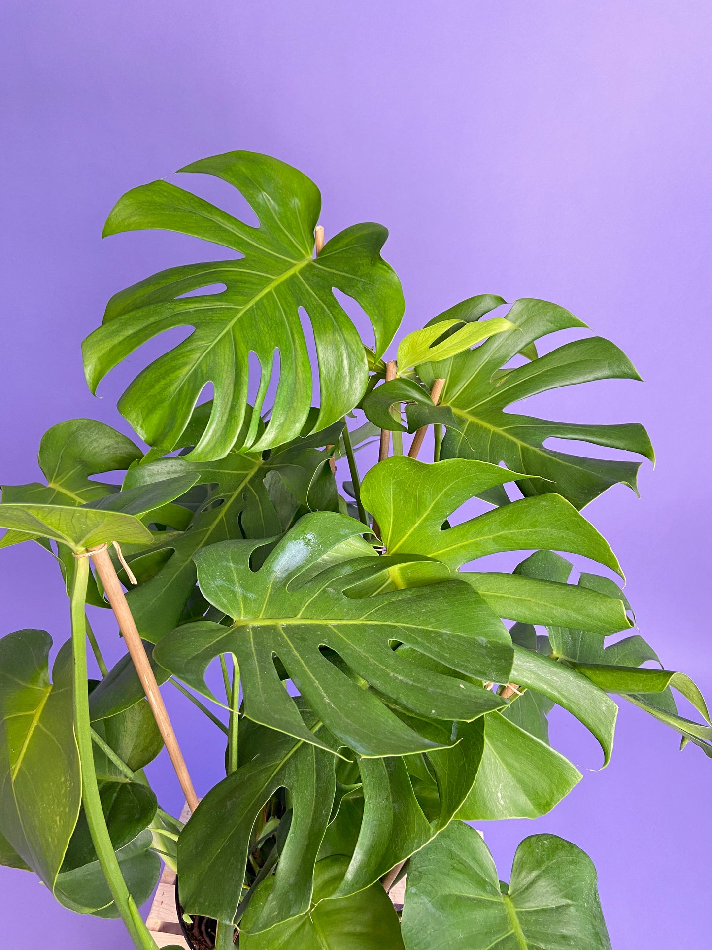 Monstera Deliciosa - 10"