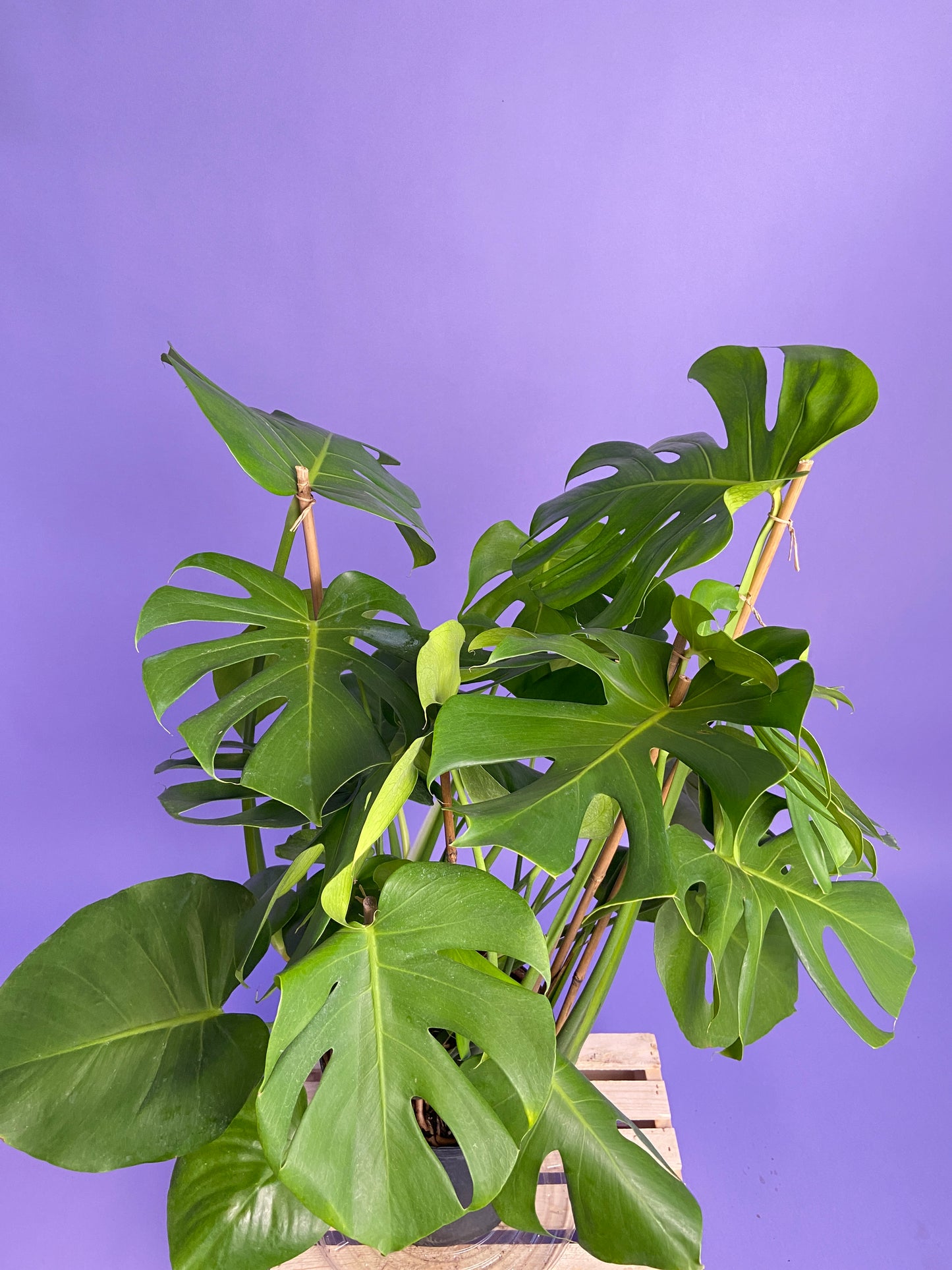 Monstera Deliciosa - 10"
