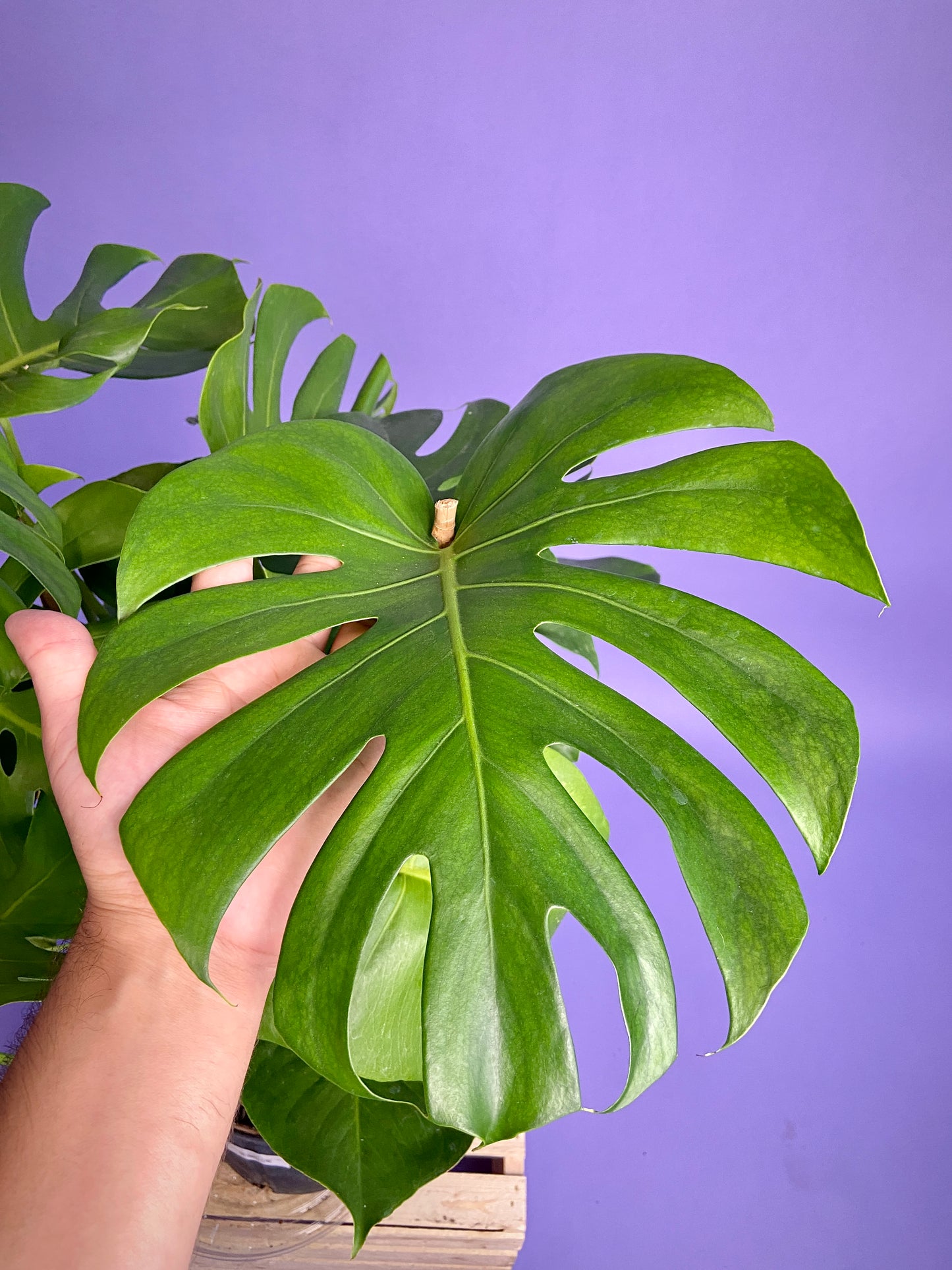 Monstera Deliciosa - 10"