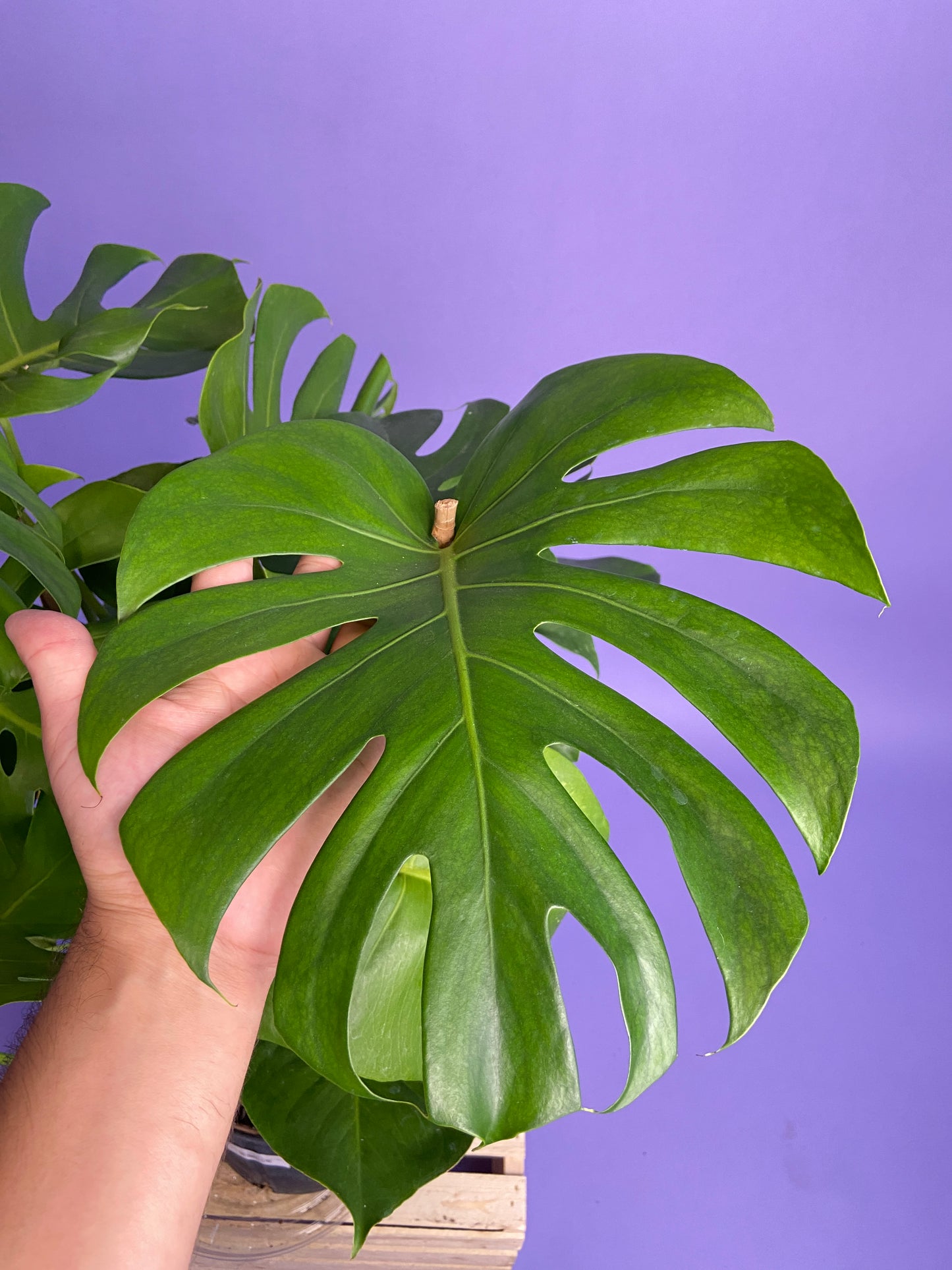 Monstera Deliciosa - 10"