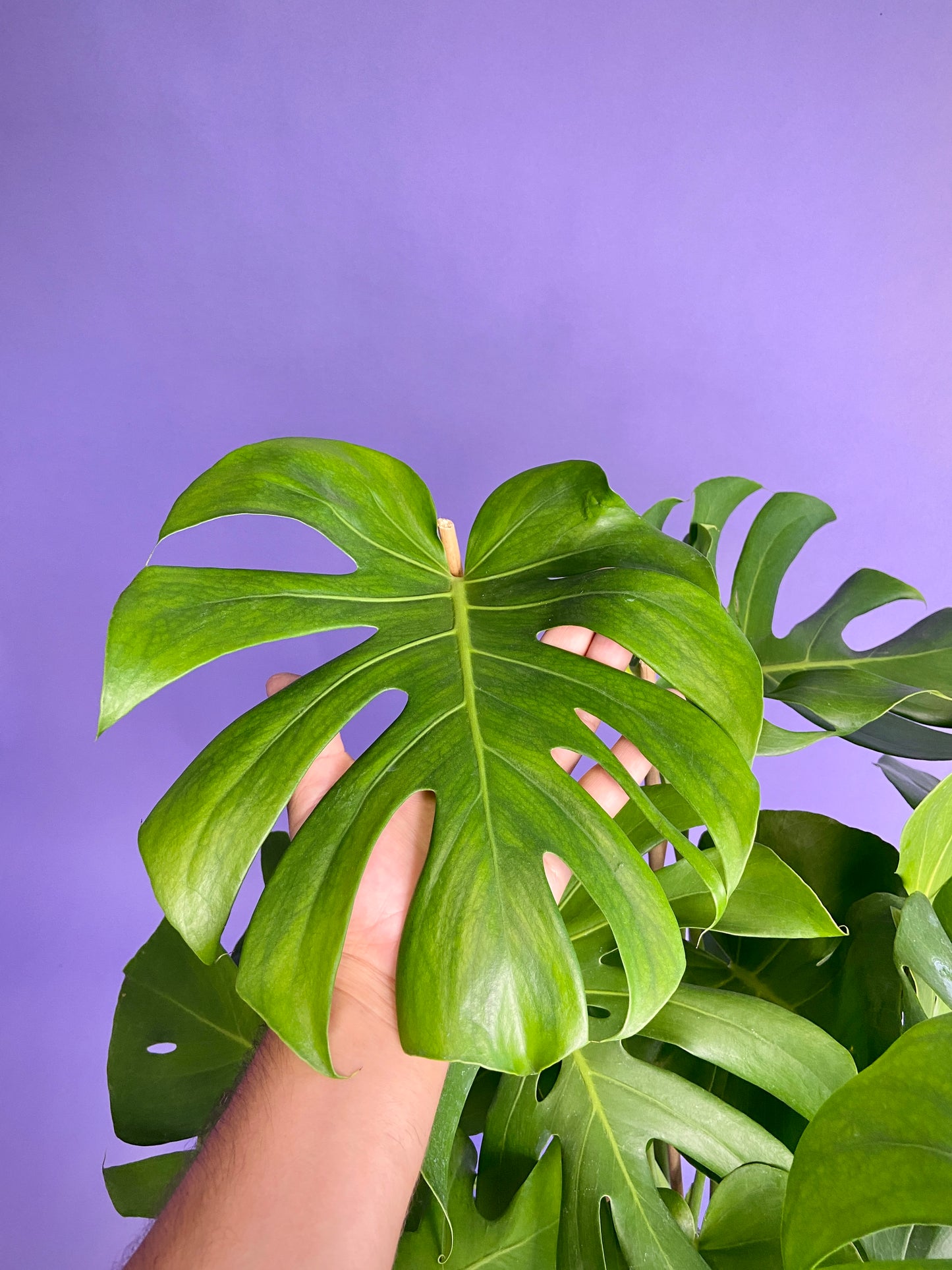 Monstera Deliciosa - 10"