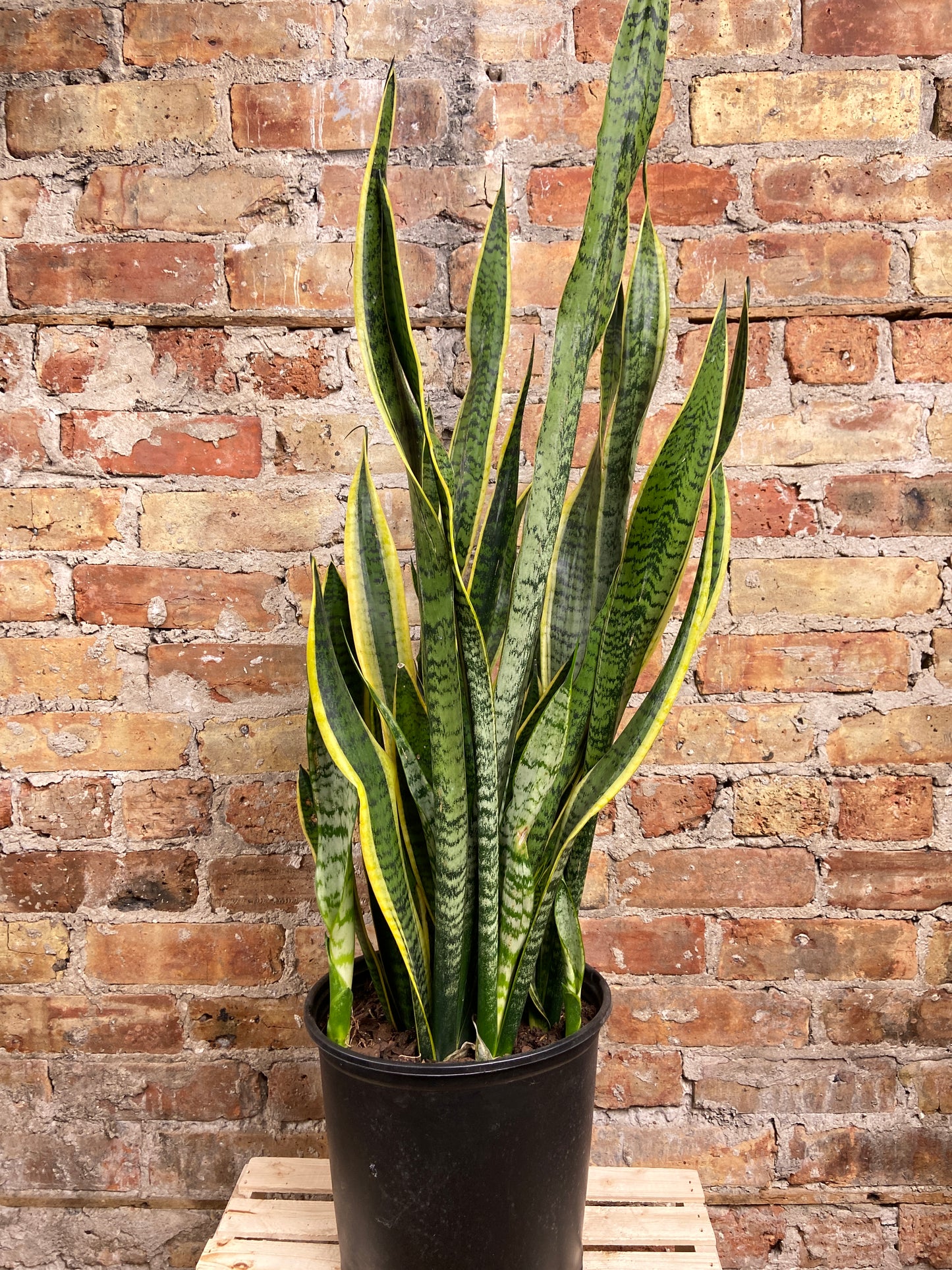 Sansevieria Laurentii (Snake Plant) - 10" Pot