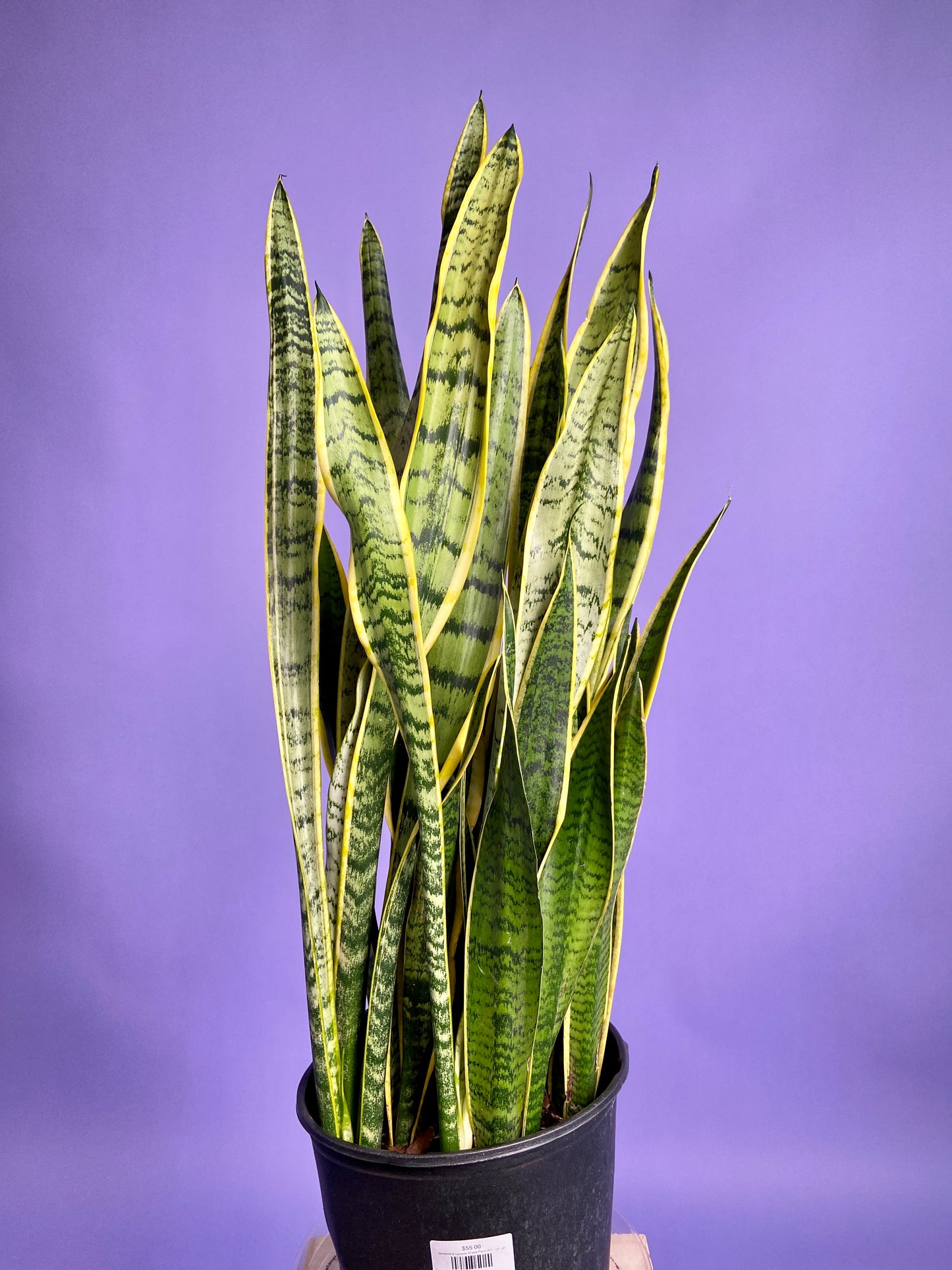 Sansevieria Laurentii (Snake Plant) - 10" Pot