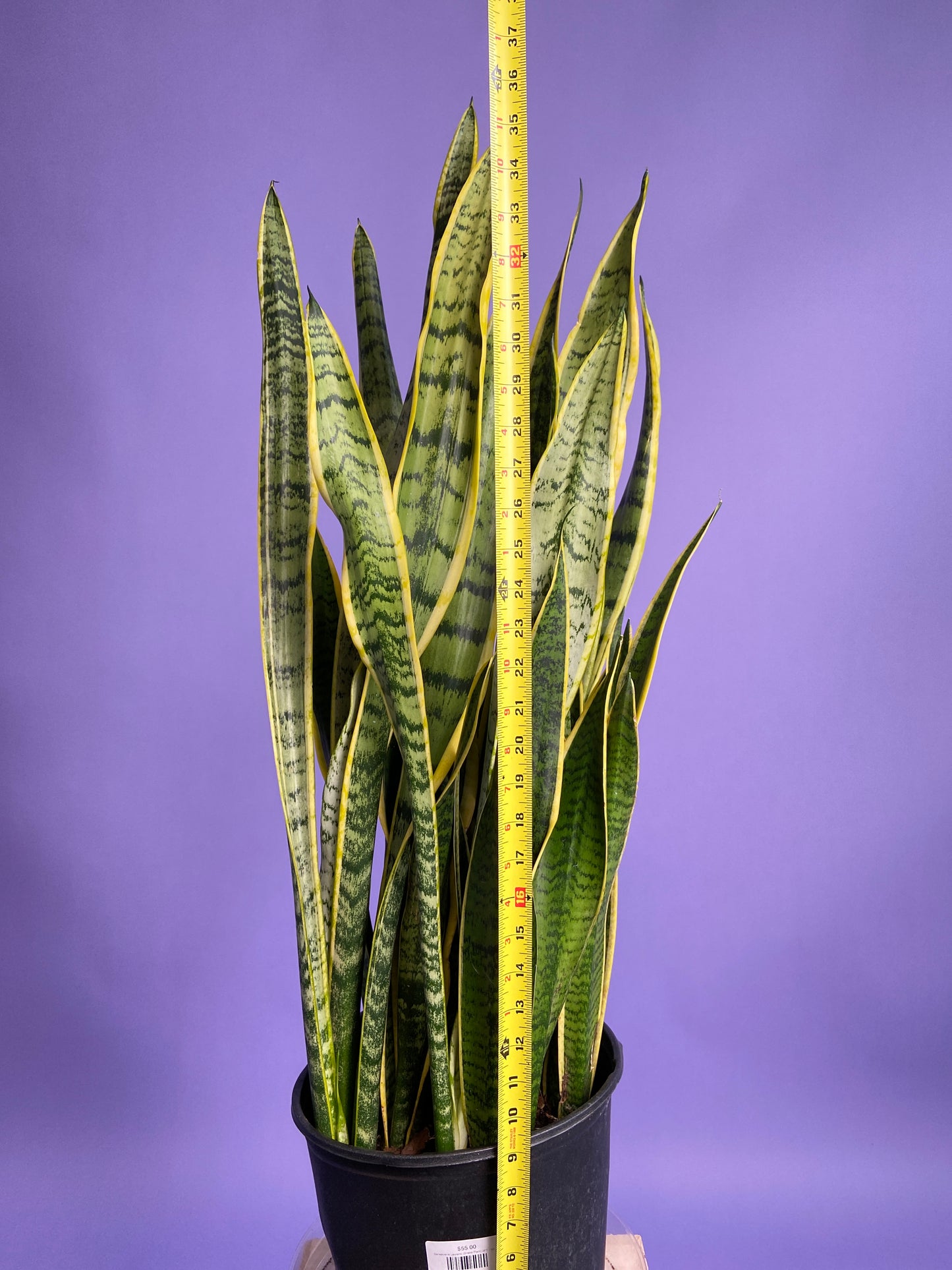 Sansevieria Laurentii (Snake Plant) - 10" Pot
