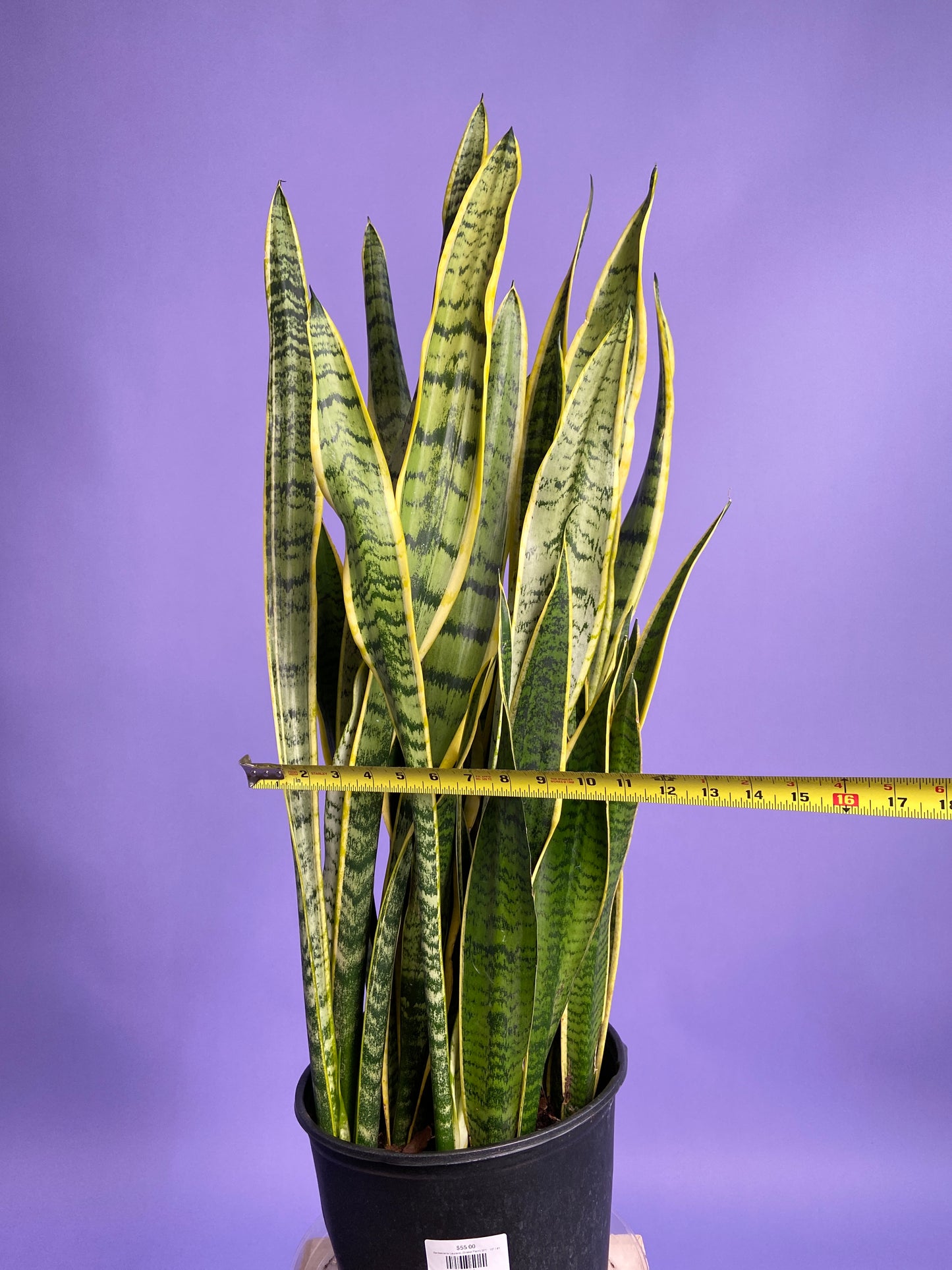 Sansevieria Laurentii (Snake Plant) - 10" Pot