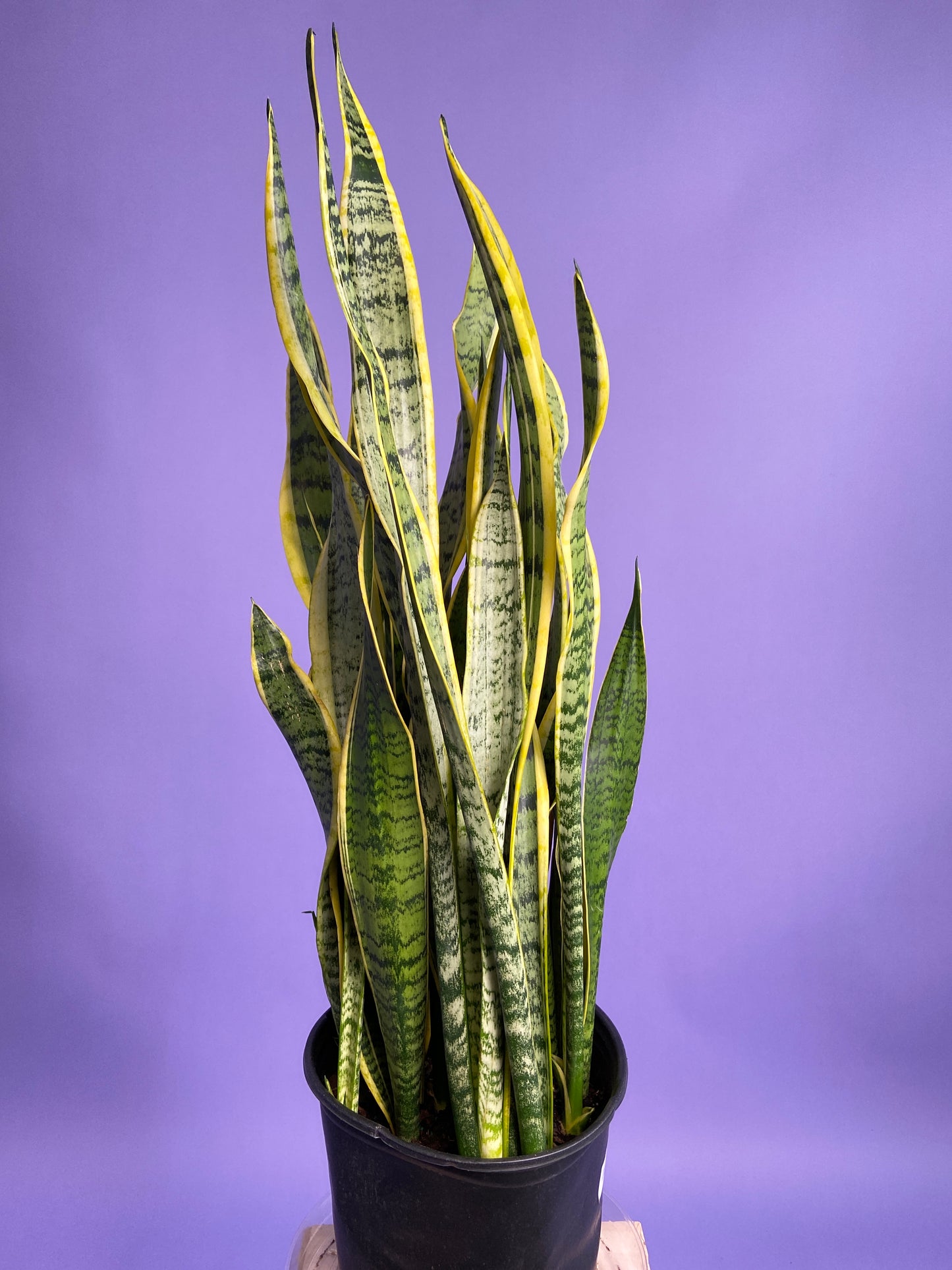 Sansevieria Laurentii (Snake Plant) - 10" Pot