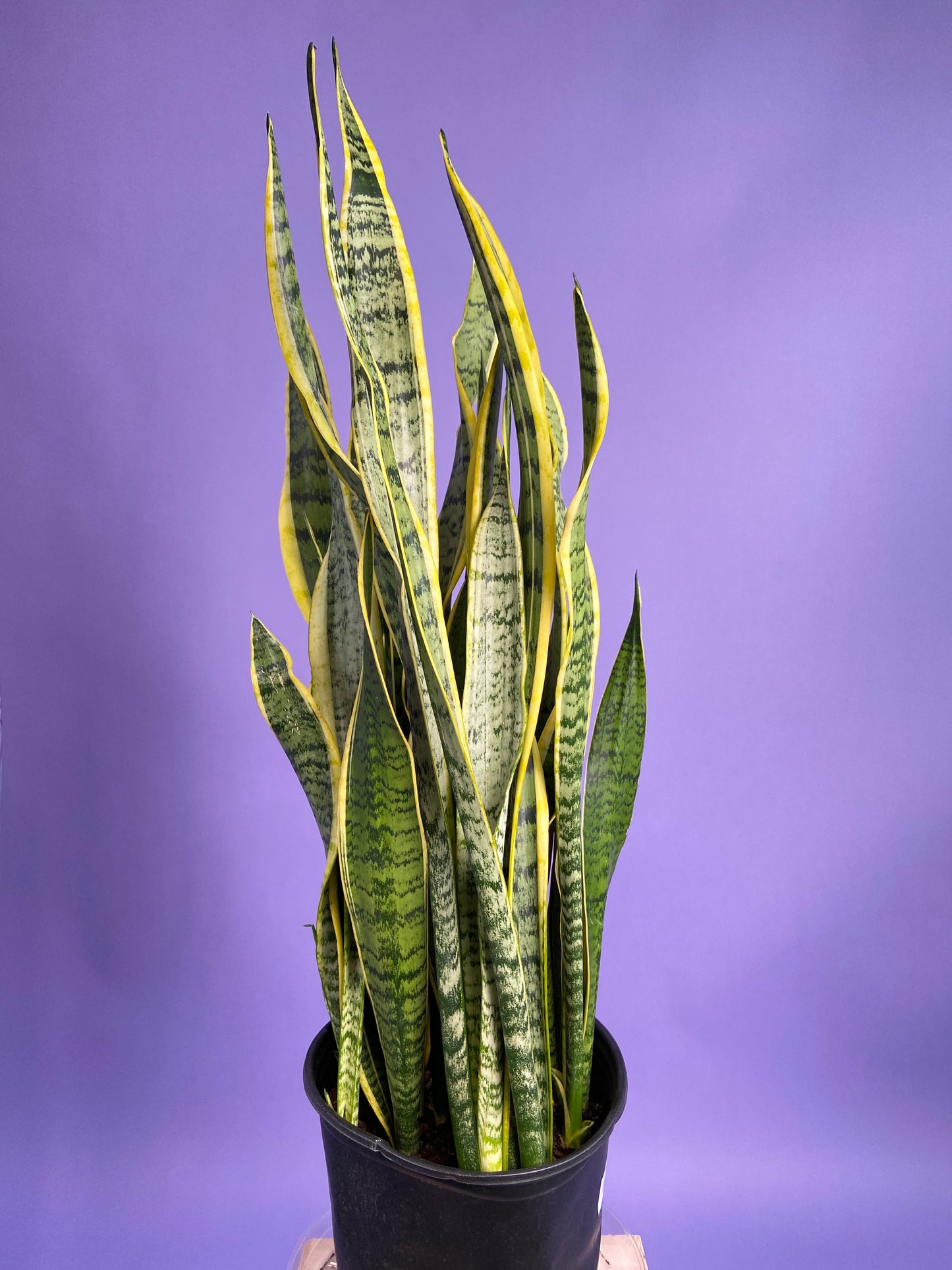 Sansevieria Laurentii (Snake Plant) - 10" Pot