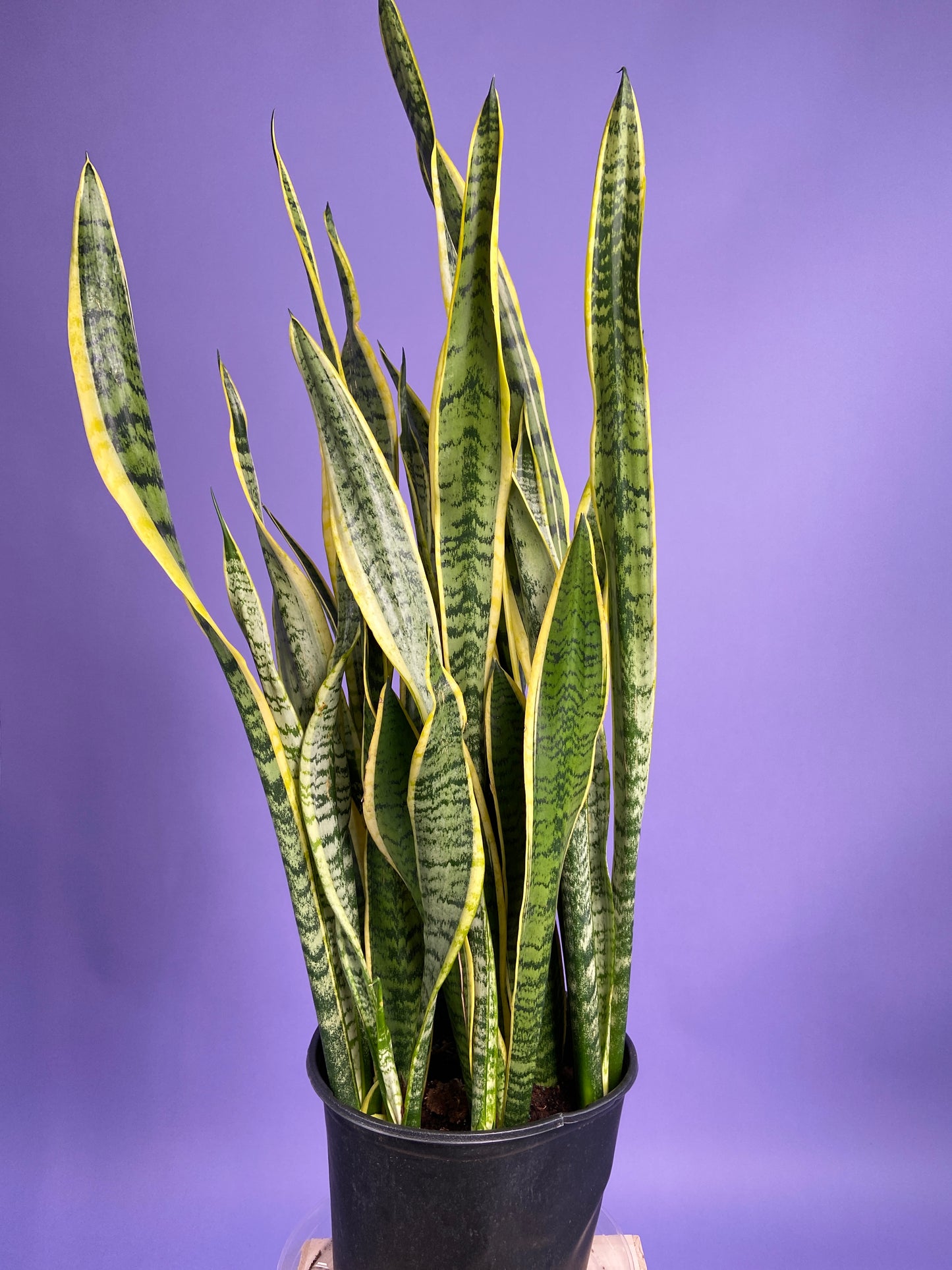 Sansevieria Laurentii (Snake Plant) - 10" Pot