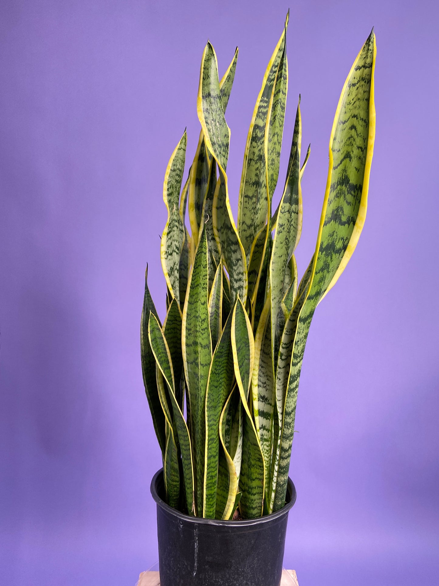 Sansevieria Laurentii (Snake Plant) - 10" Pot