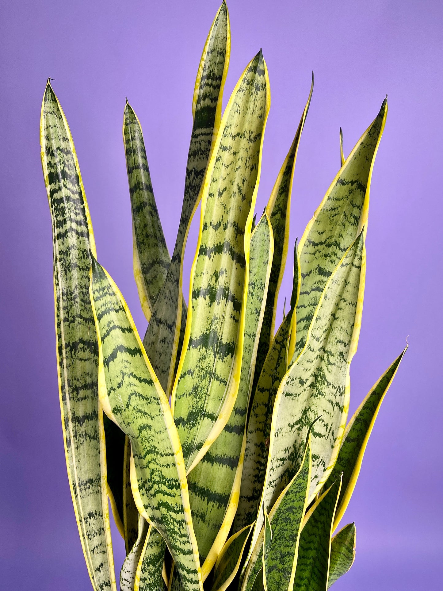 Sansevieria Laurentii (Snake Plant) - 10" Pot