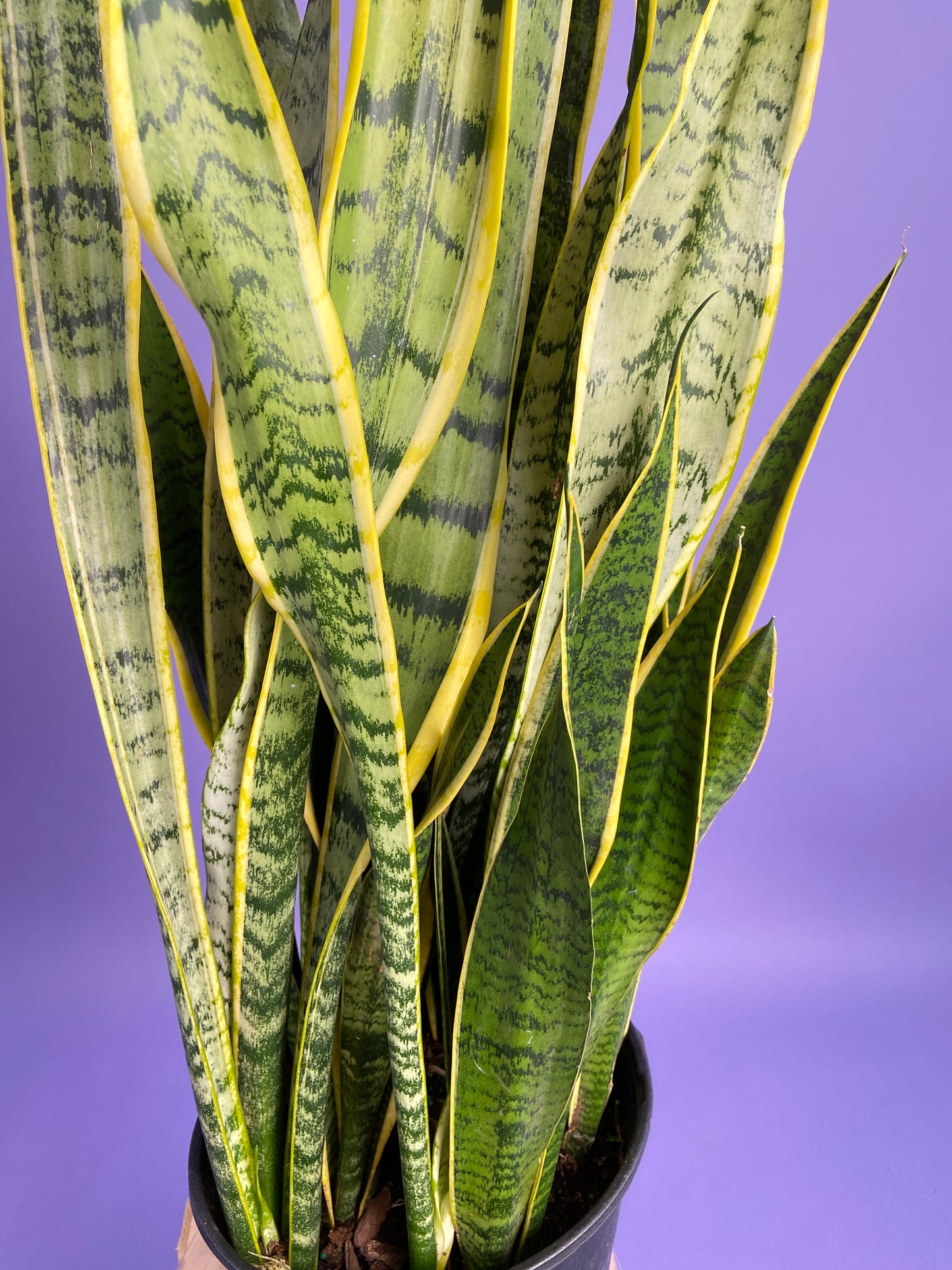 Sansevieria Laurentii (Snake Plant) - 10" Pot