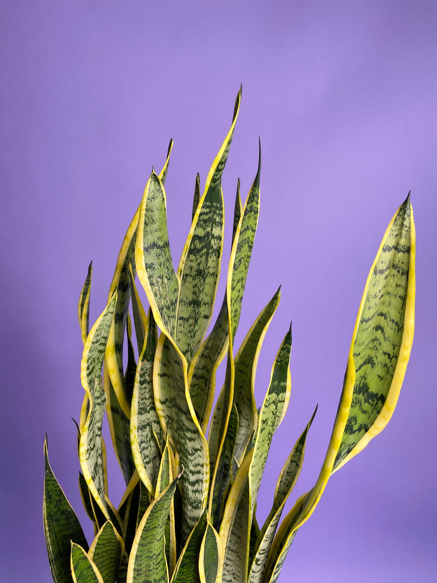 Sansevieria Laurentii (Snake Plant) - 10" Pot