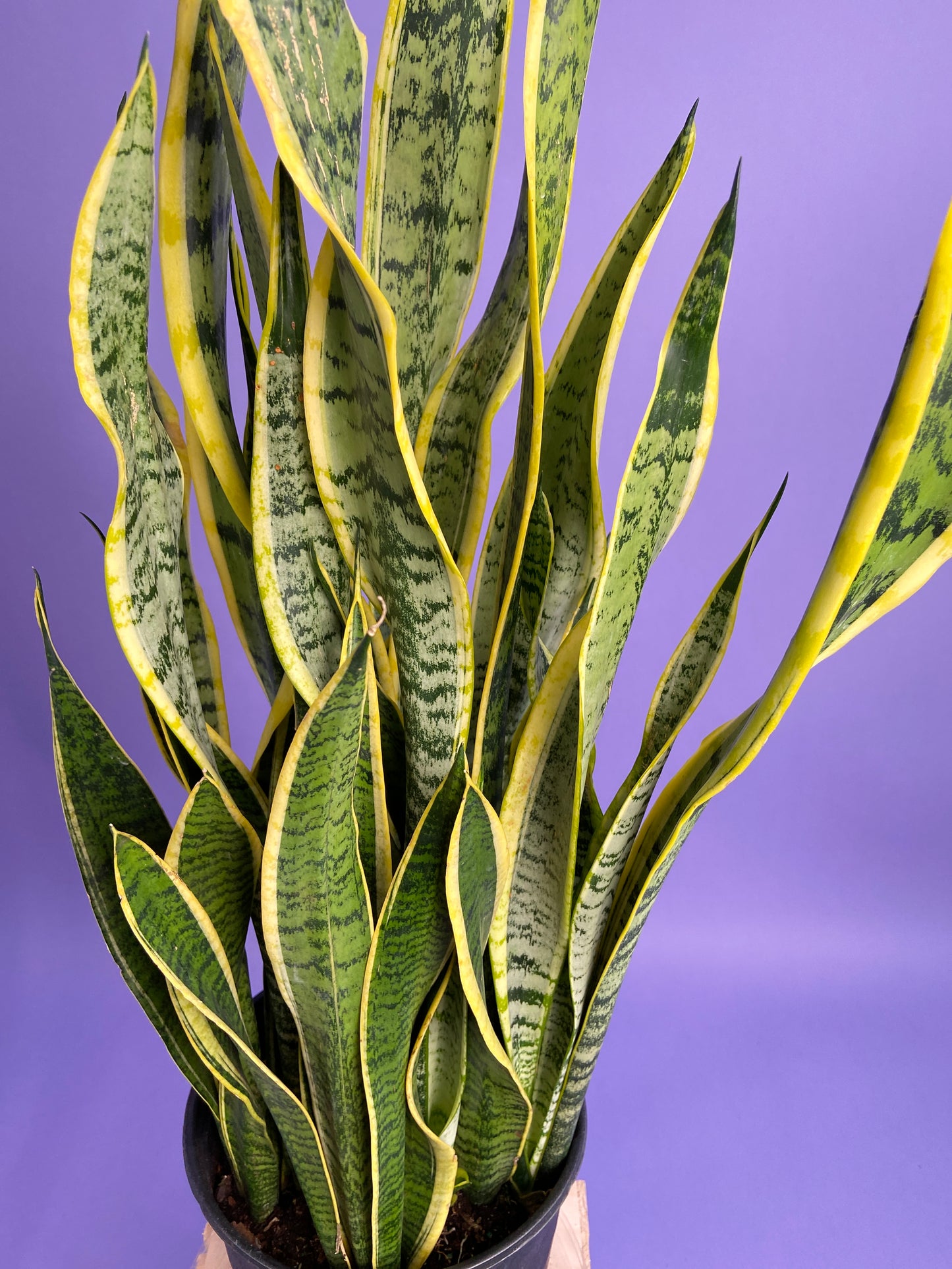 Sansevieria Laurentii (Snake Plant) - 10" Pot