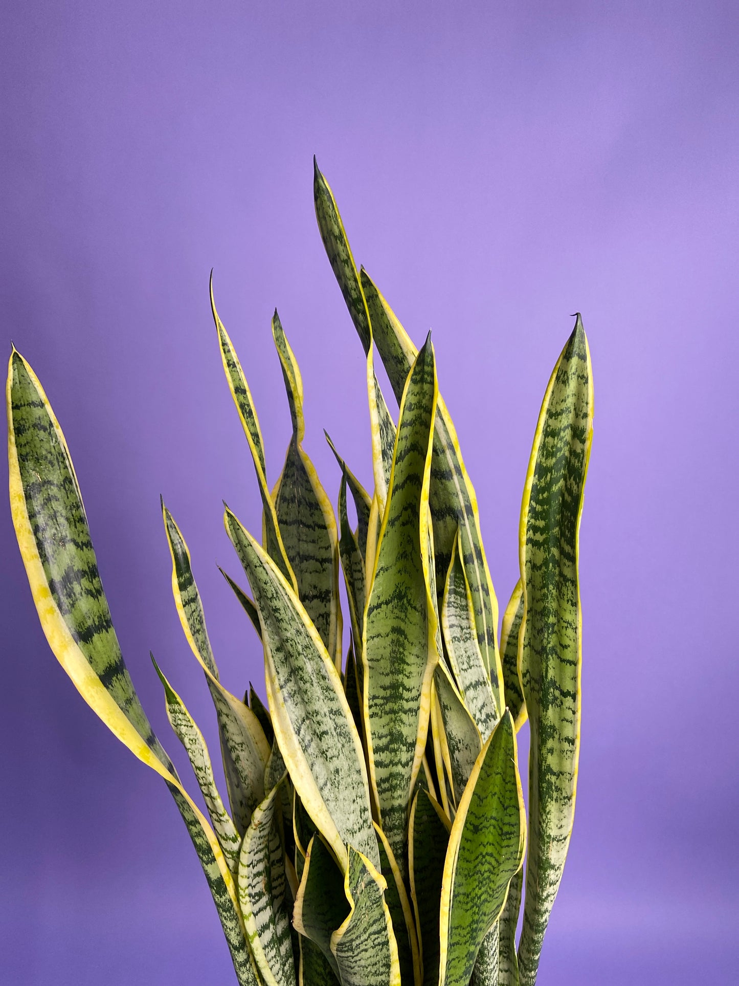 Sansevieria Laurentii (Snake Plant) - 10" Pot