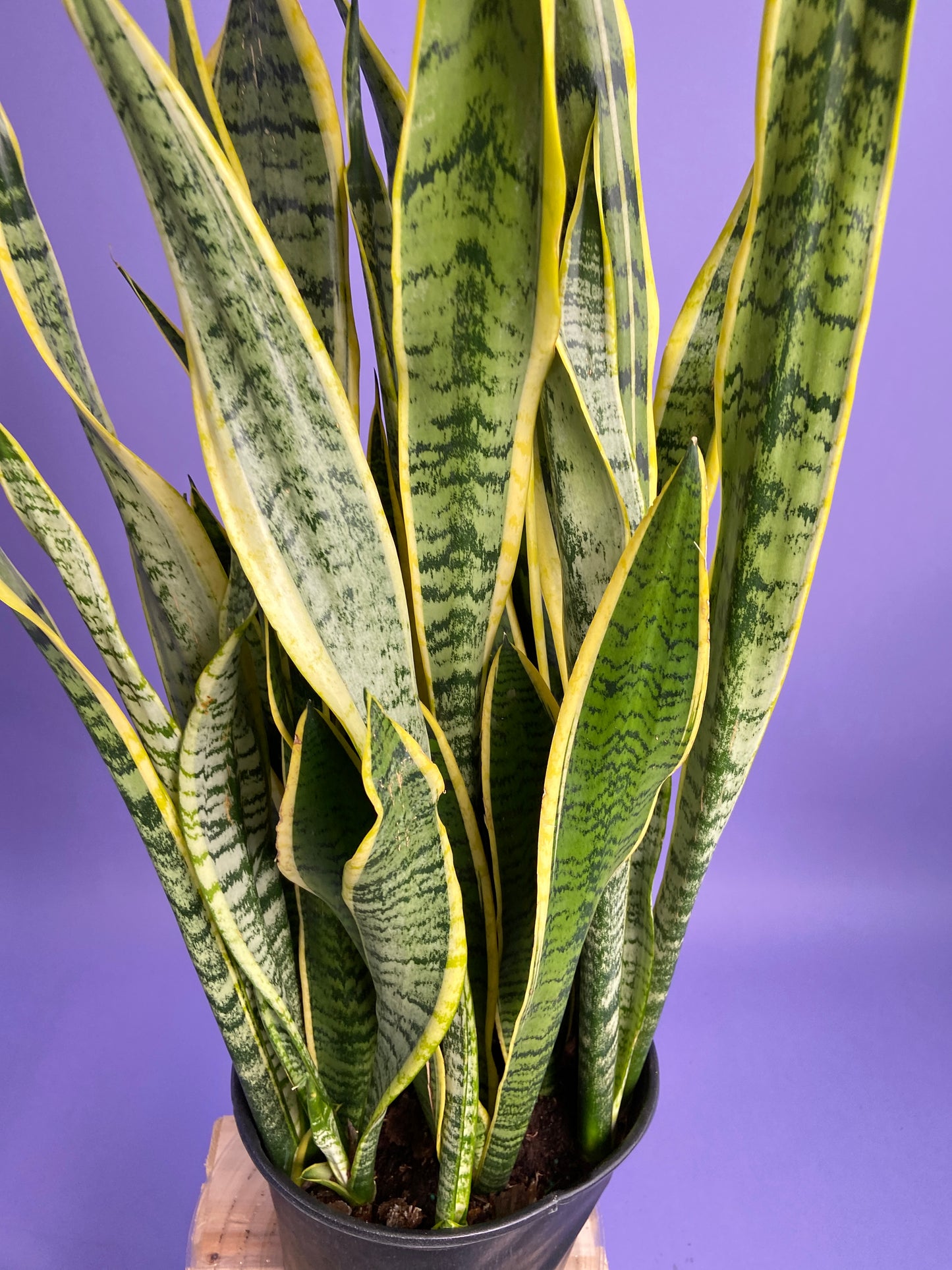 Sansevieria Laurentii (Snake Plant) - 10" Pot