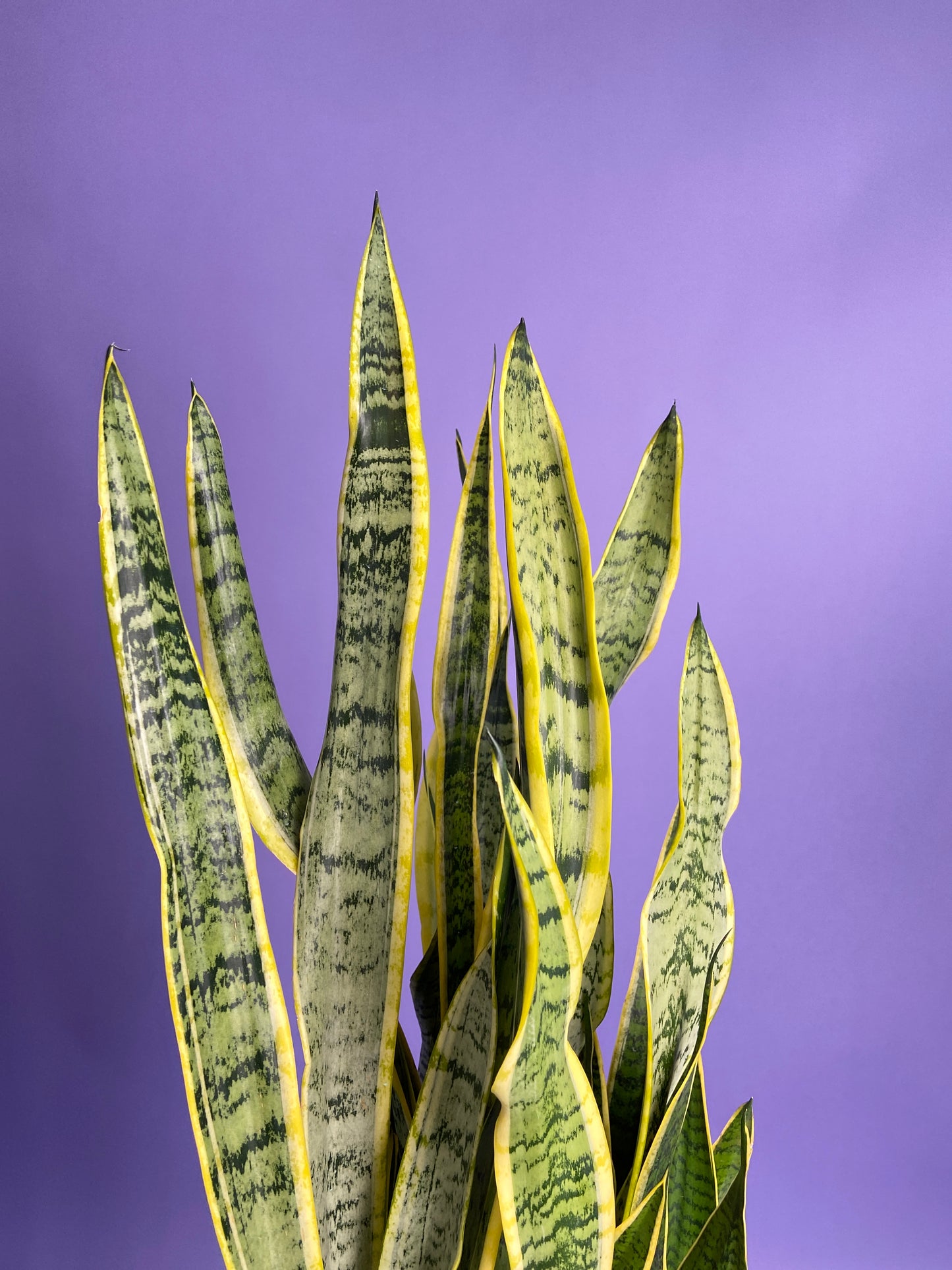 Sansevieria Laurentii (Snake Plant) - 10" Pot