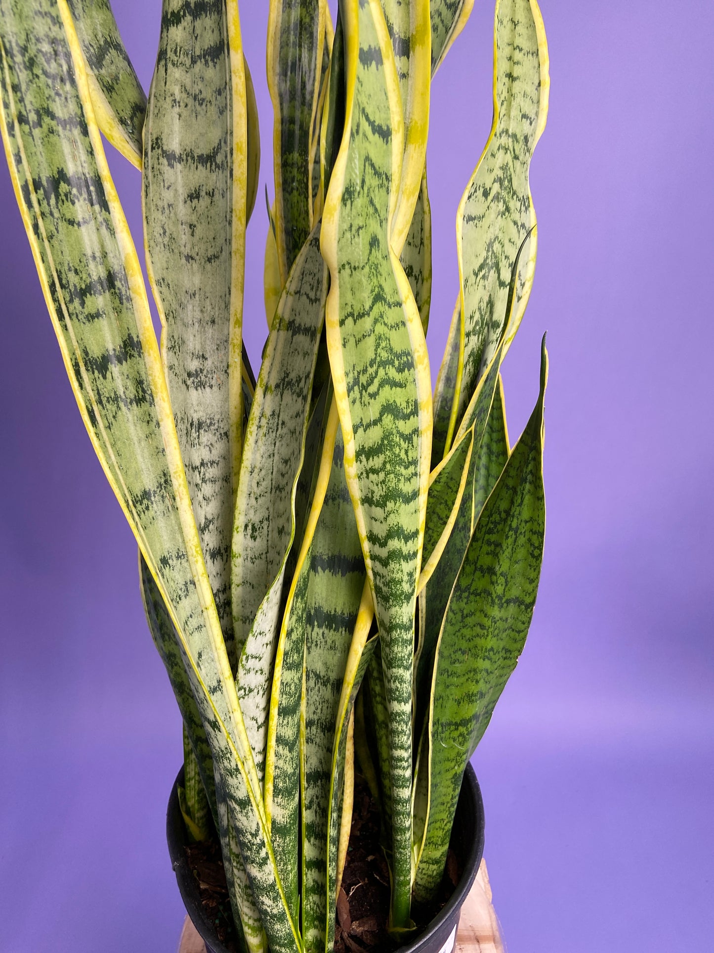 Sansevieria Laurentii (Snake Plant) - 10" Pot