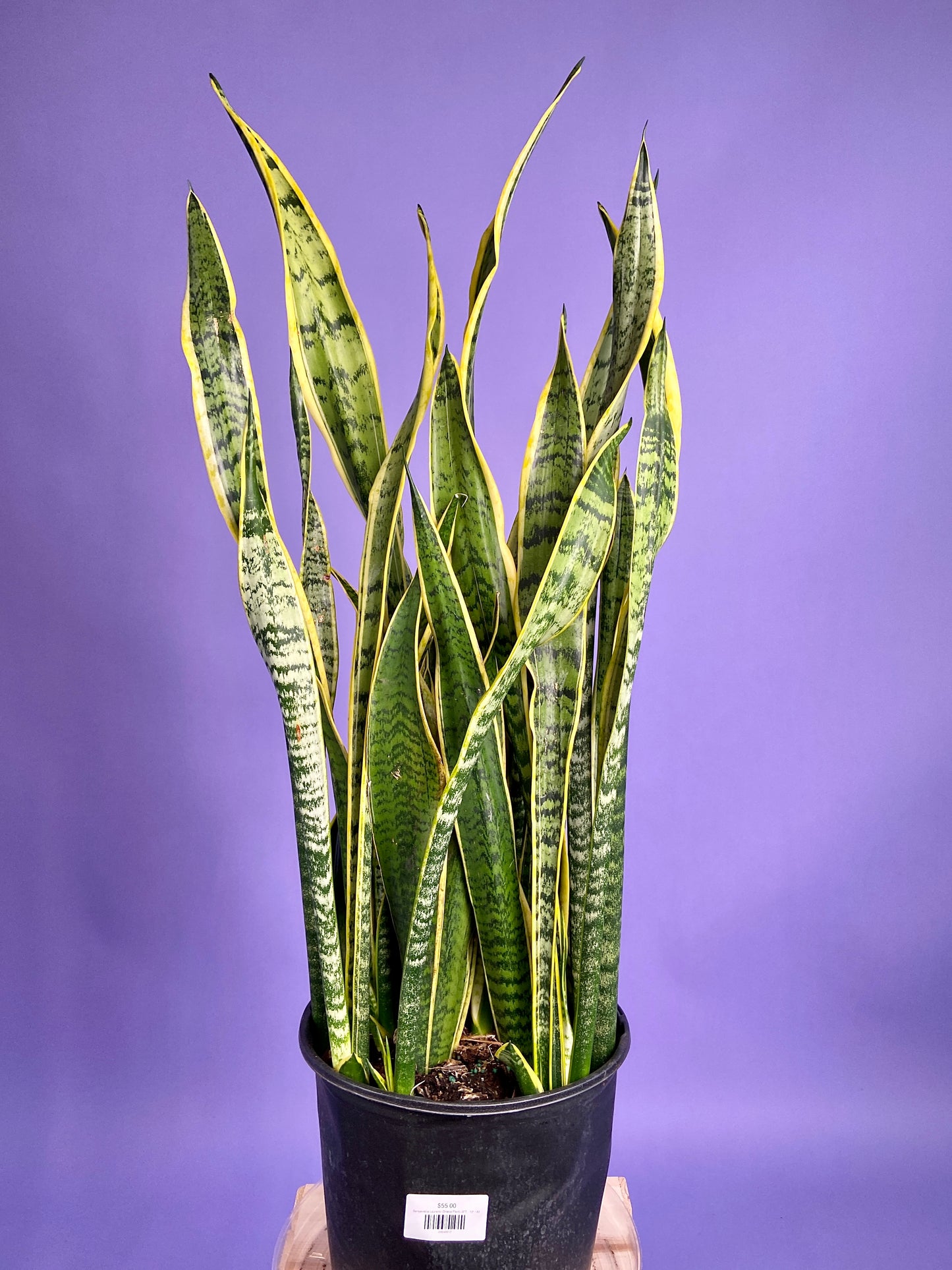 Sansevieria Laurentii (Snake Plant) - 10" Pot