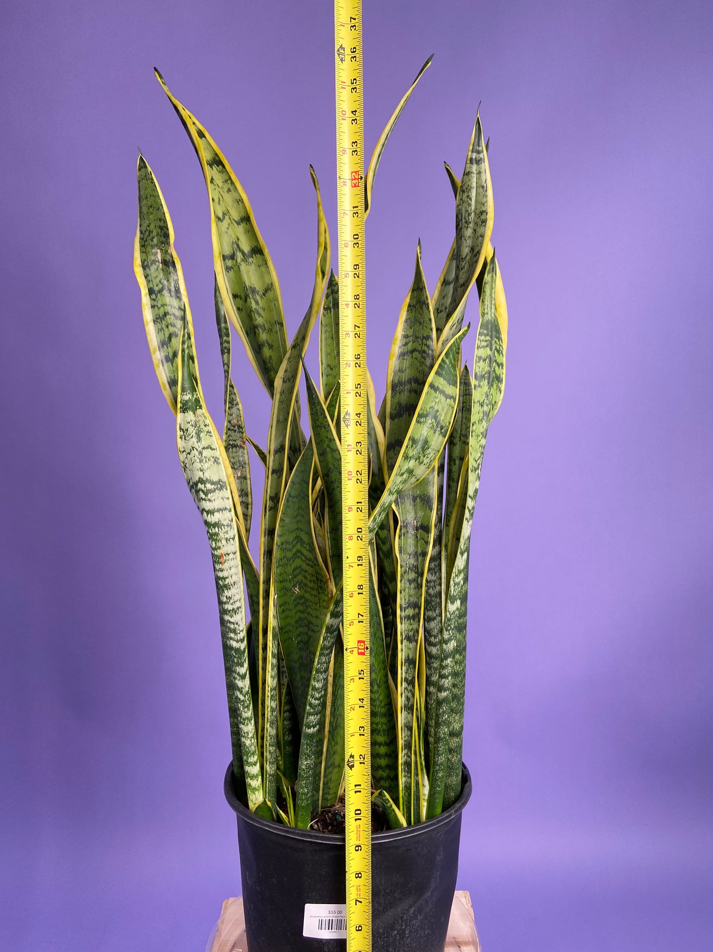 Sansevieria Laurentii (Snake Plant) - 10" Pot