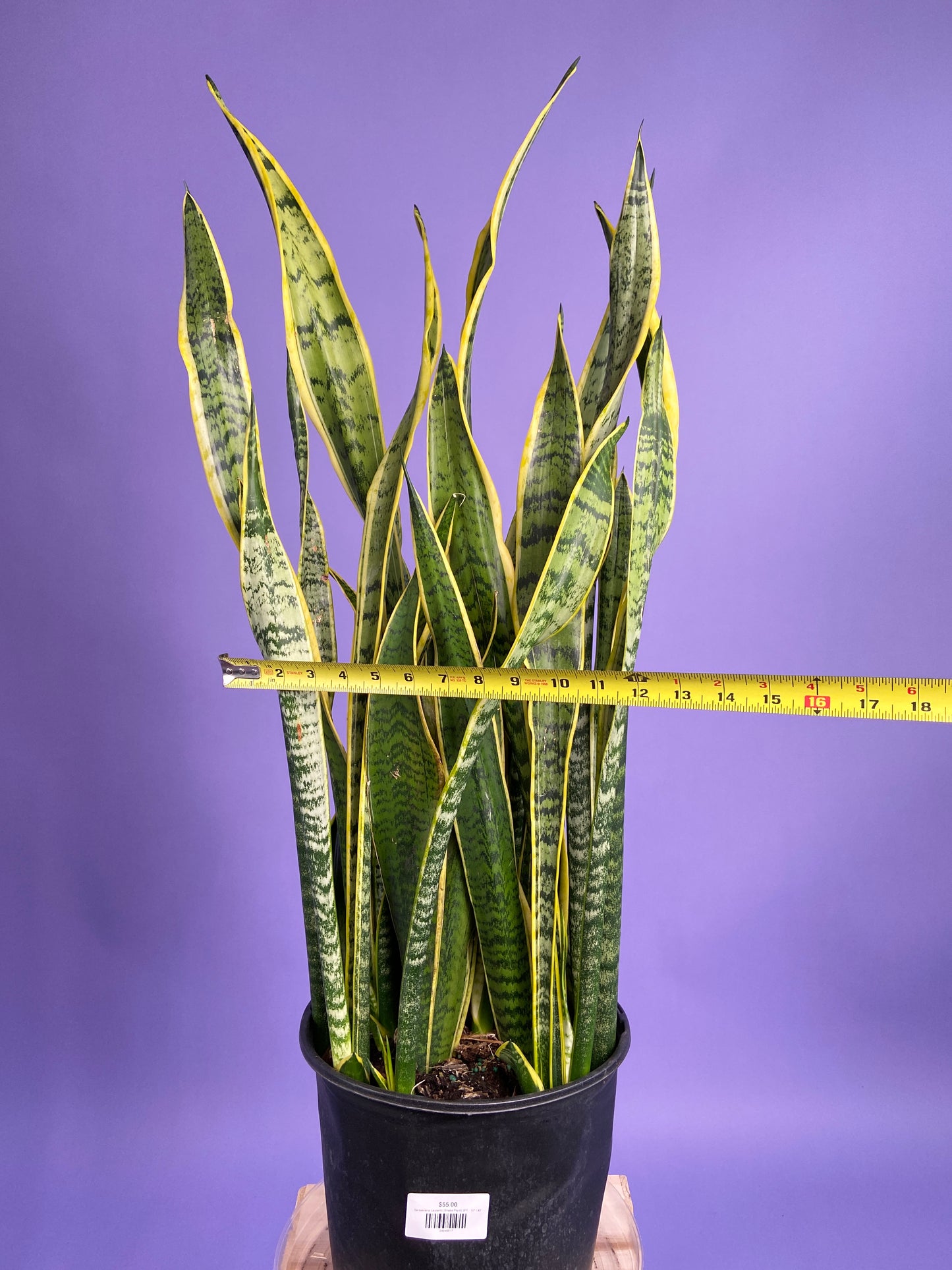 Sansevieria Laurentii (Snake Plant) - 10" Pot