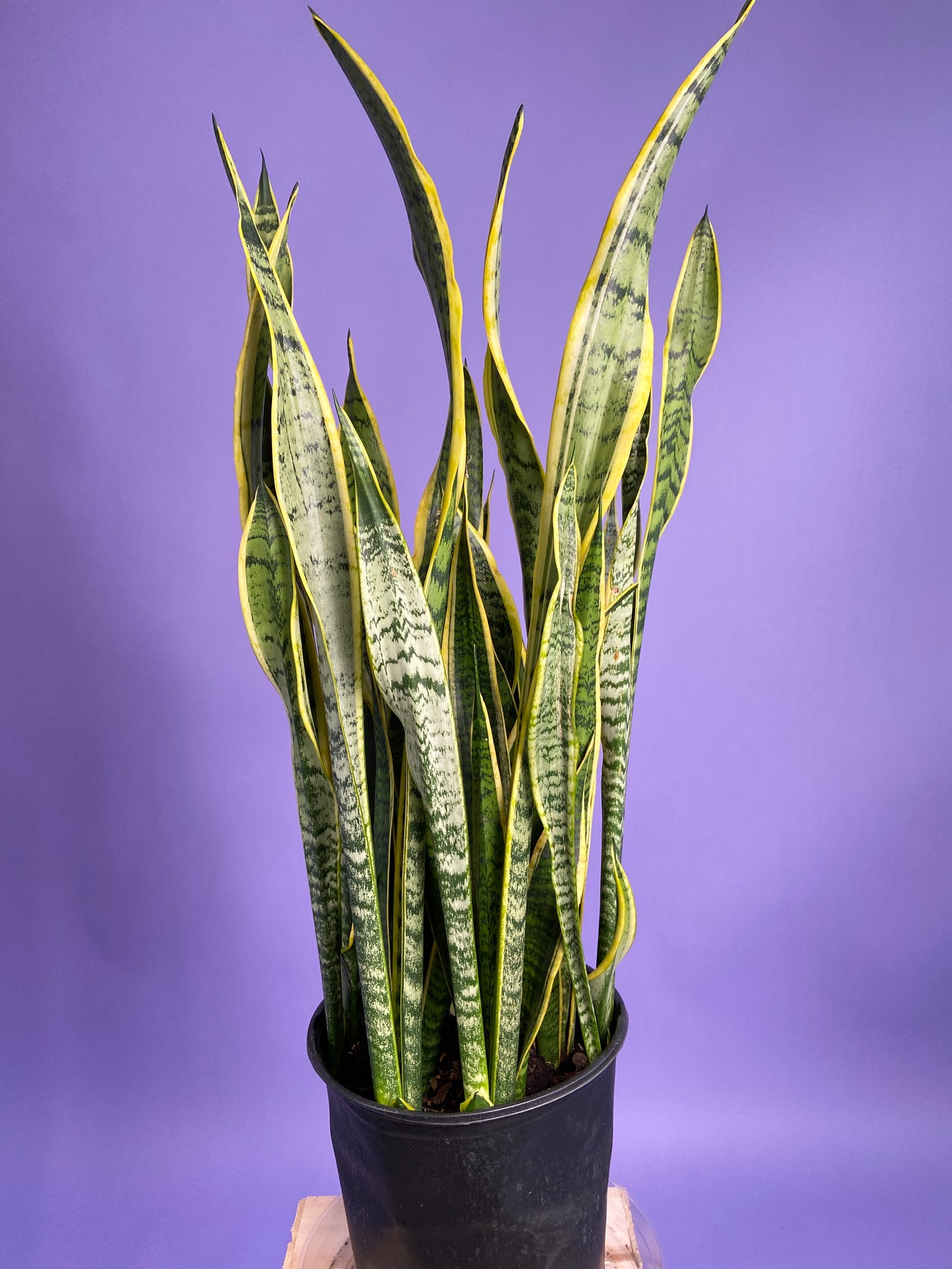 Sansevieria Laurentii (Snake Plant) - 10" Pot