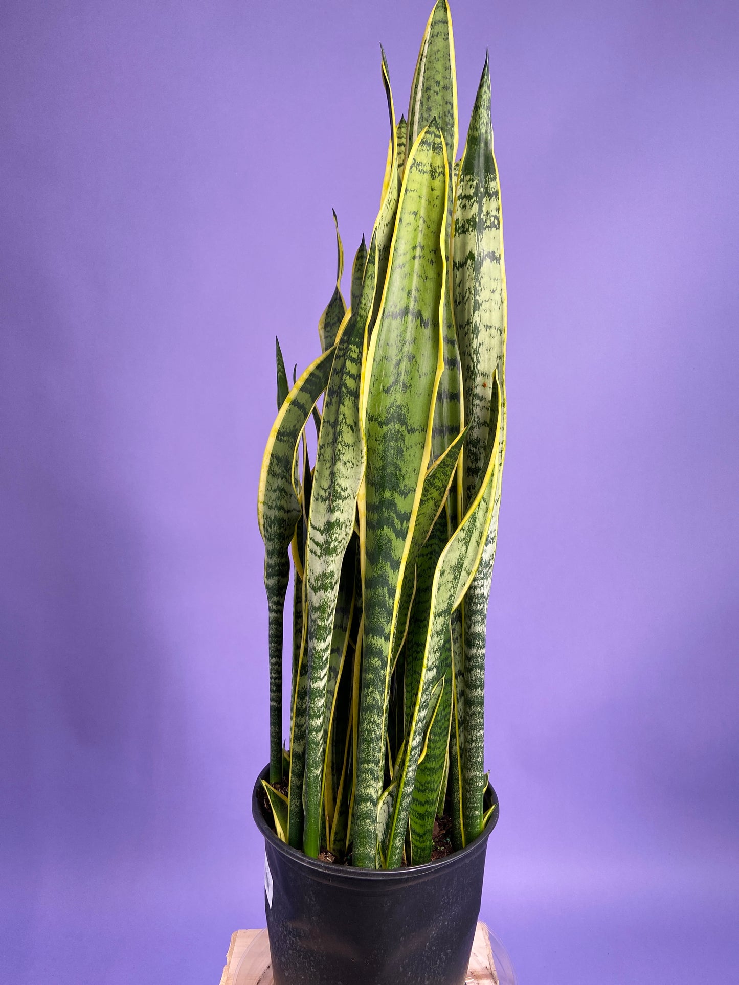 Sansevieria Laurentii (Snake Plant) - 10" Pot