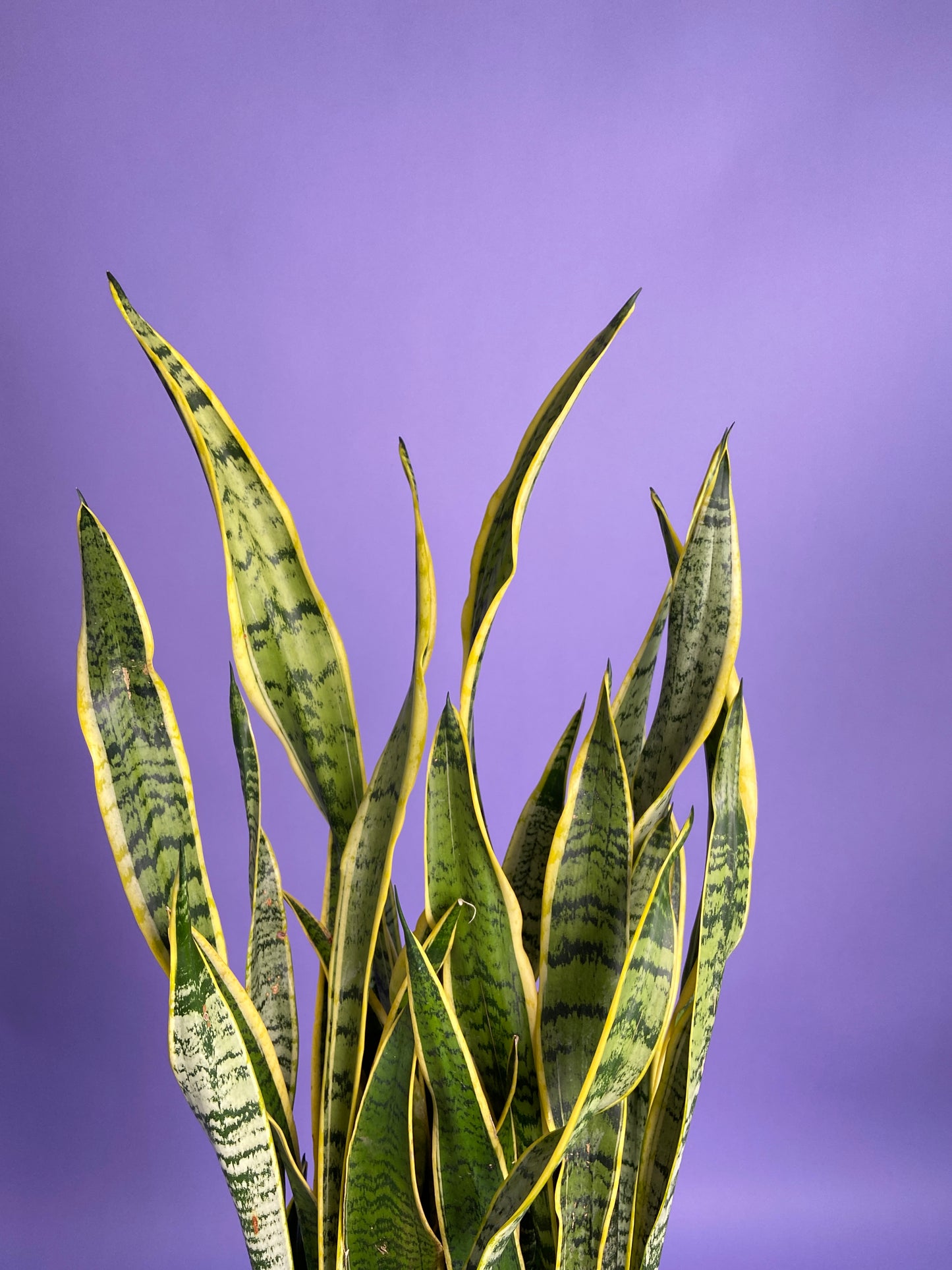 Sansevieria Laurentii (Snake Plant) - 10" Pot