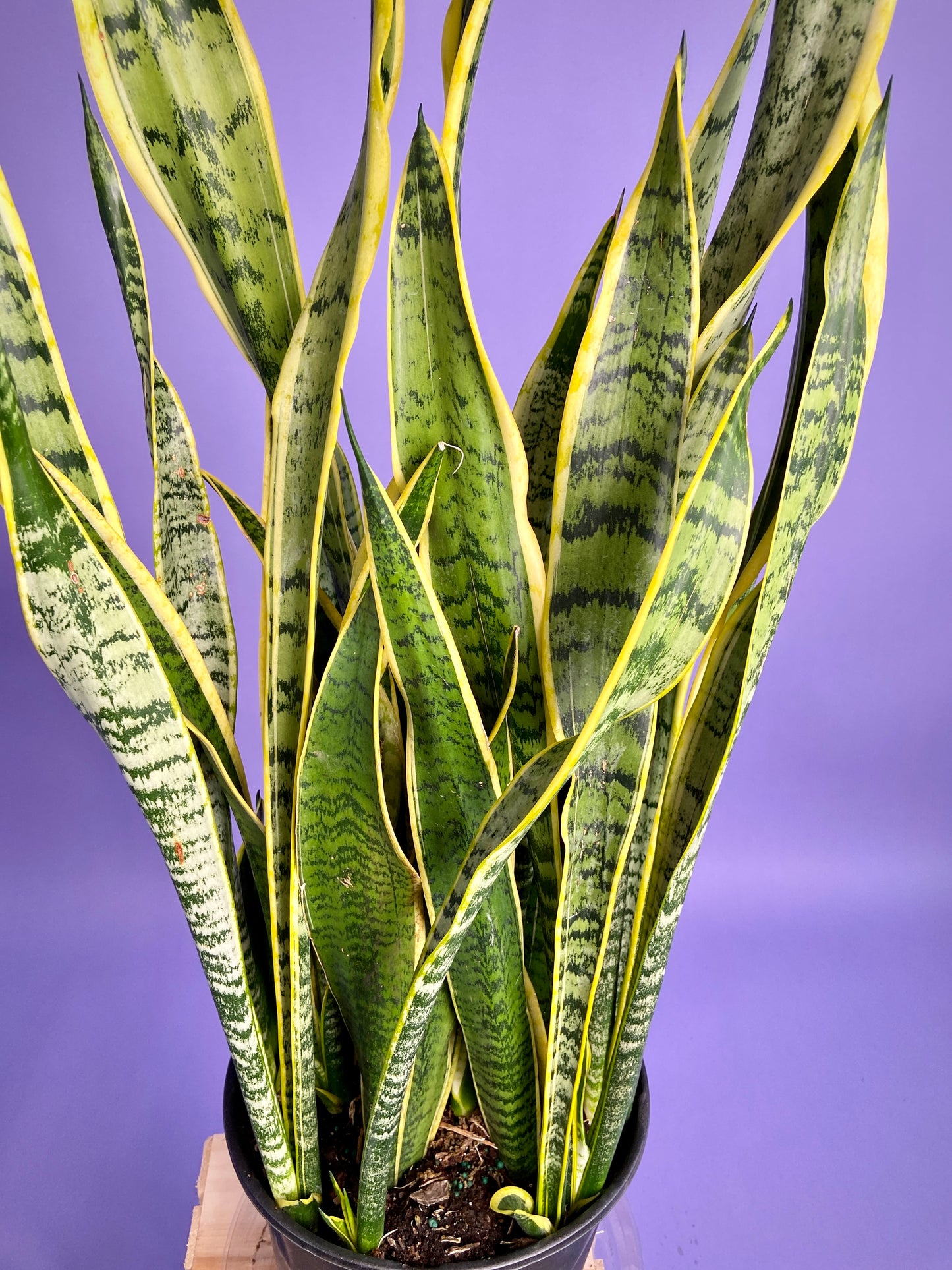 Sansevieria Laurentii (Snake Plant) - 10" Pot