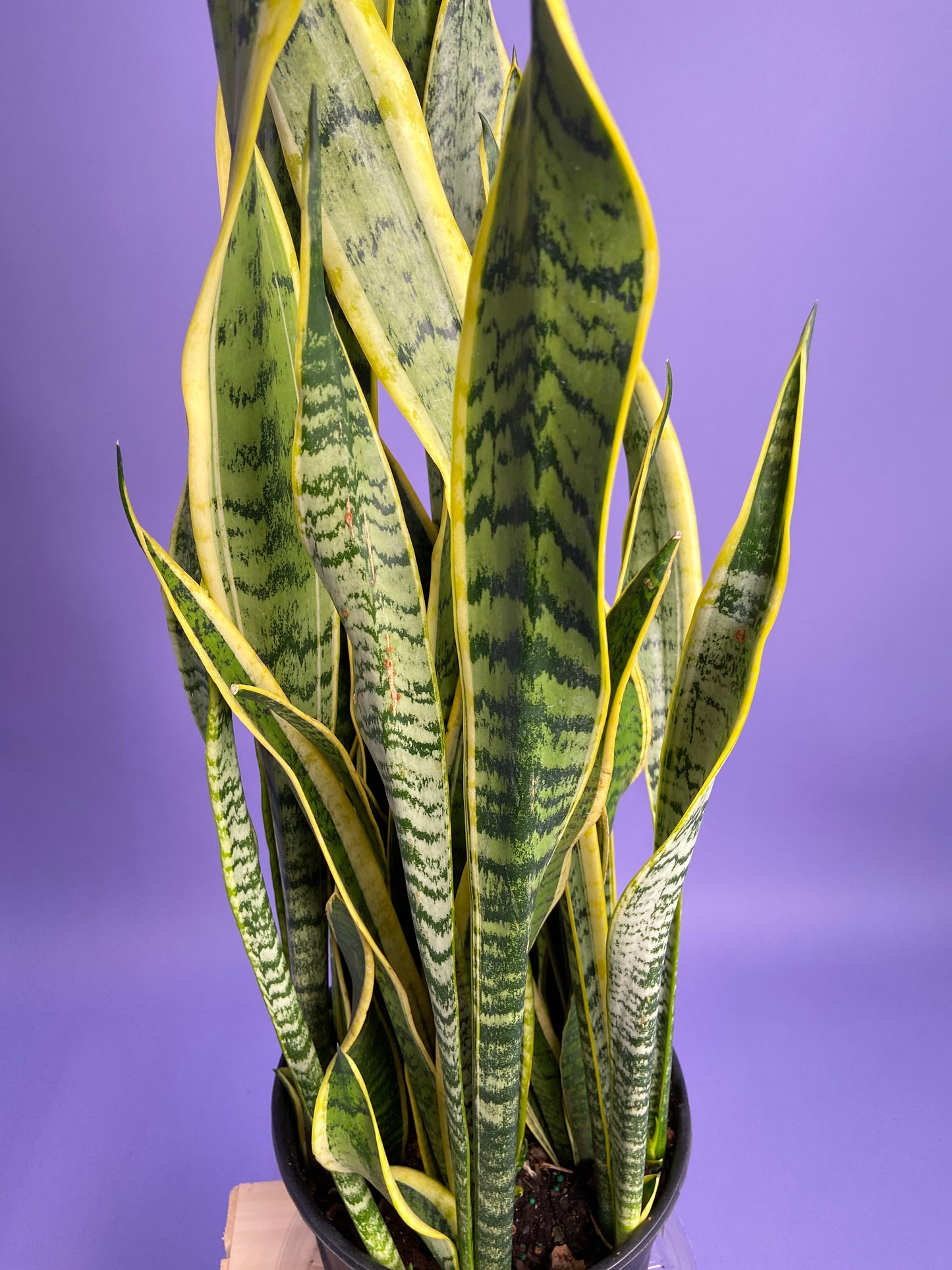 Sansevieria Laurentii (Snake Plant) - 10" Pot