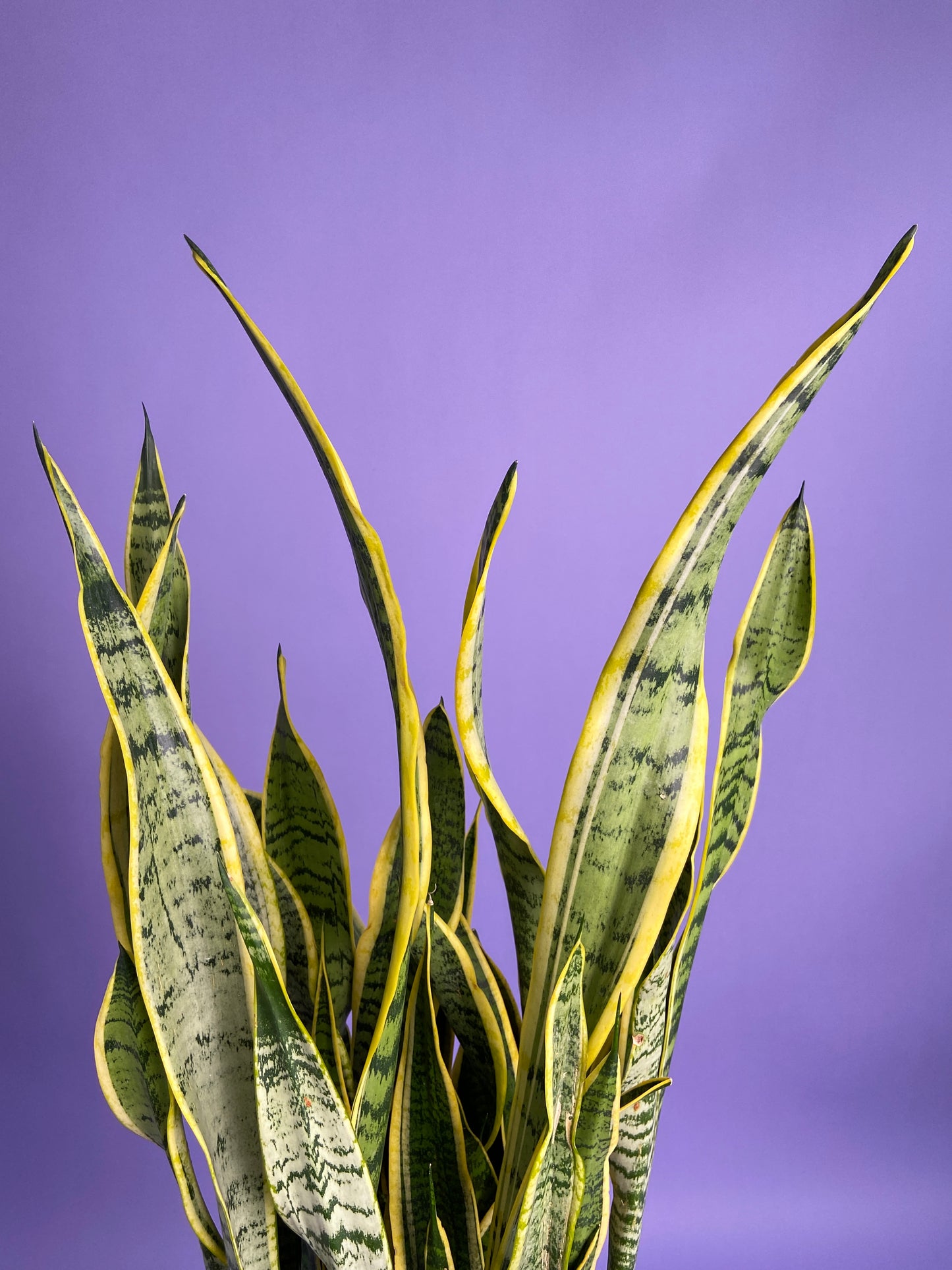 Sansevieria Laurentii (Snake Plant) - 10" Pot
