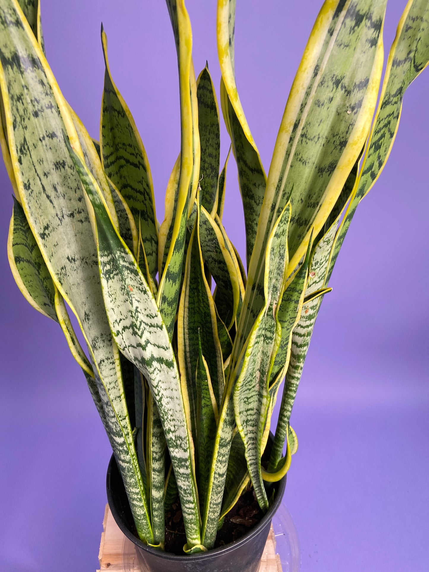 Sansevieria Laurentii (Snake Plant) - 10" Pot