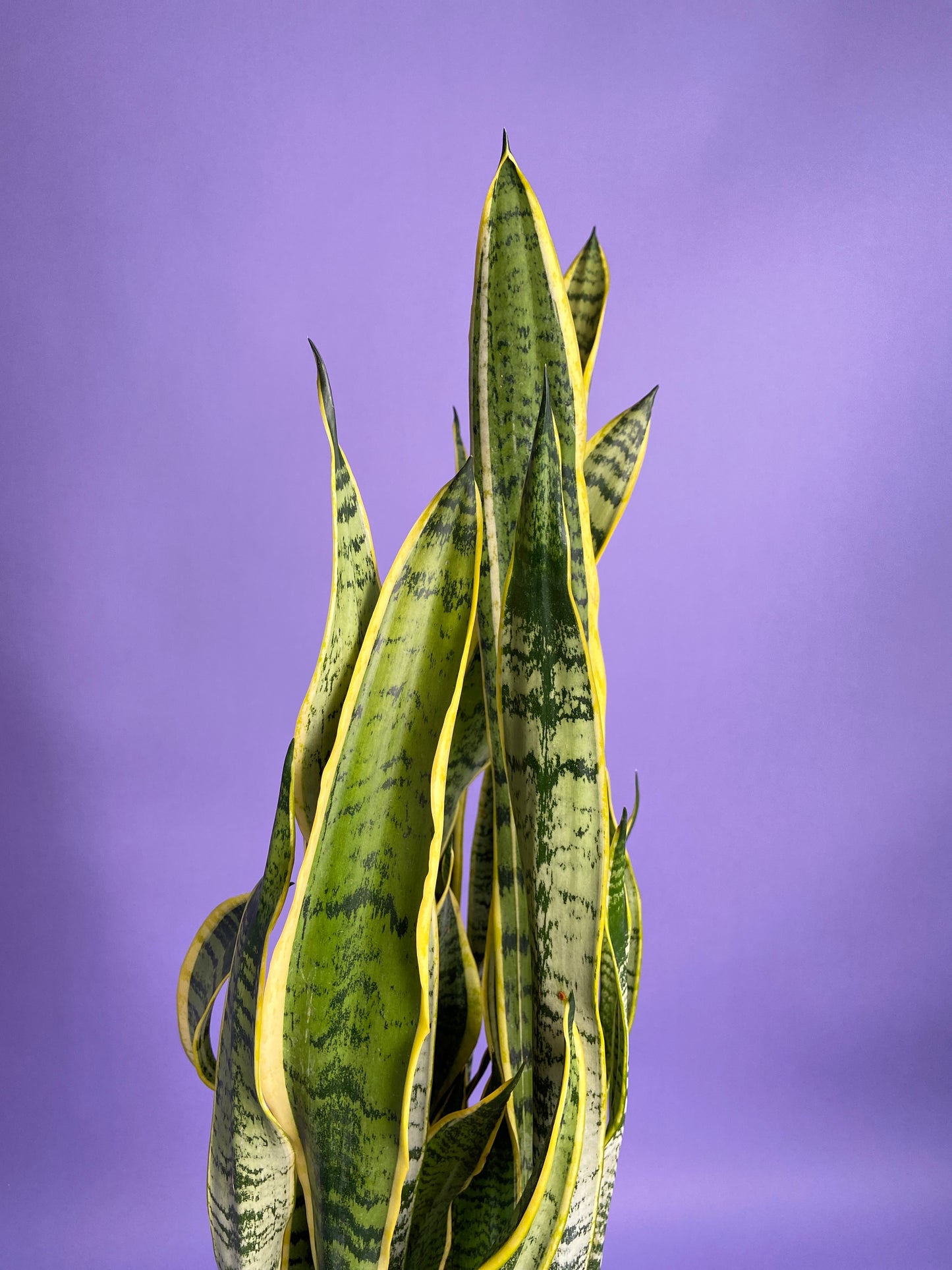 Sansevieria Laurentii (Snake Plant) - 10" Pot