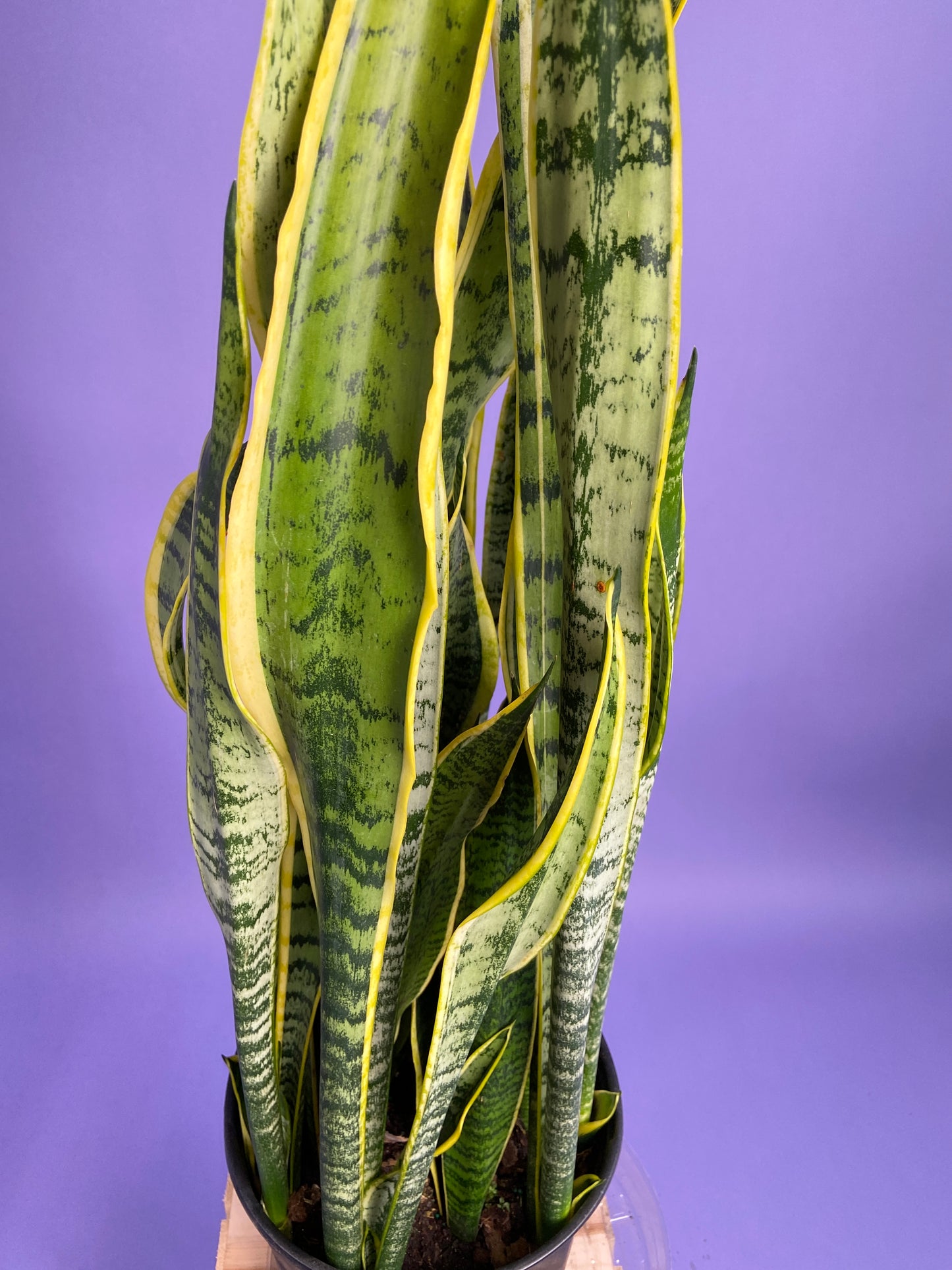 Sansevieria Laurentii (Snake Plant) - 10" Pot