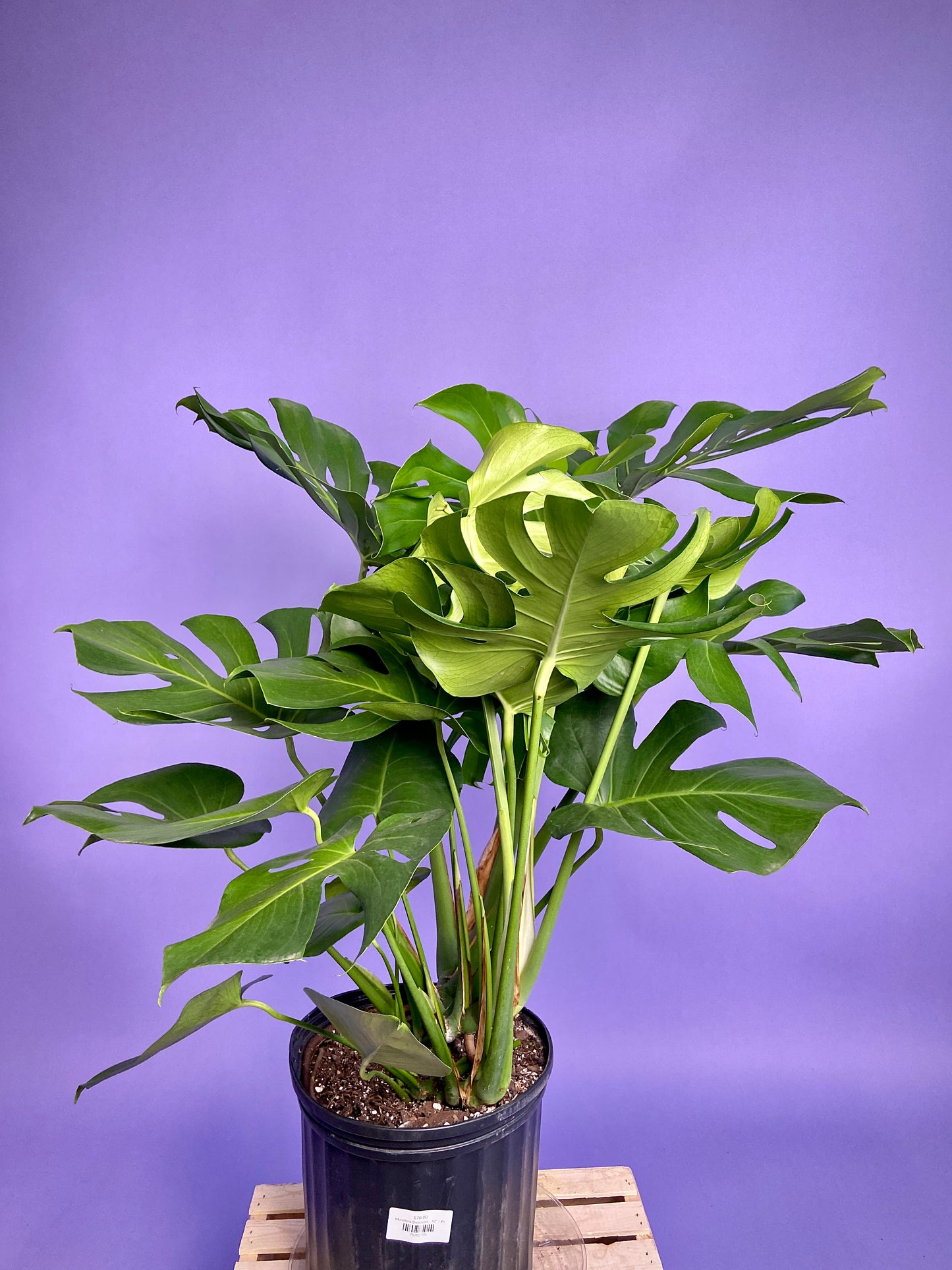 Monstera Deliciosa - 10"