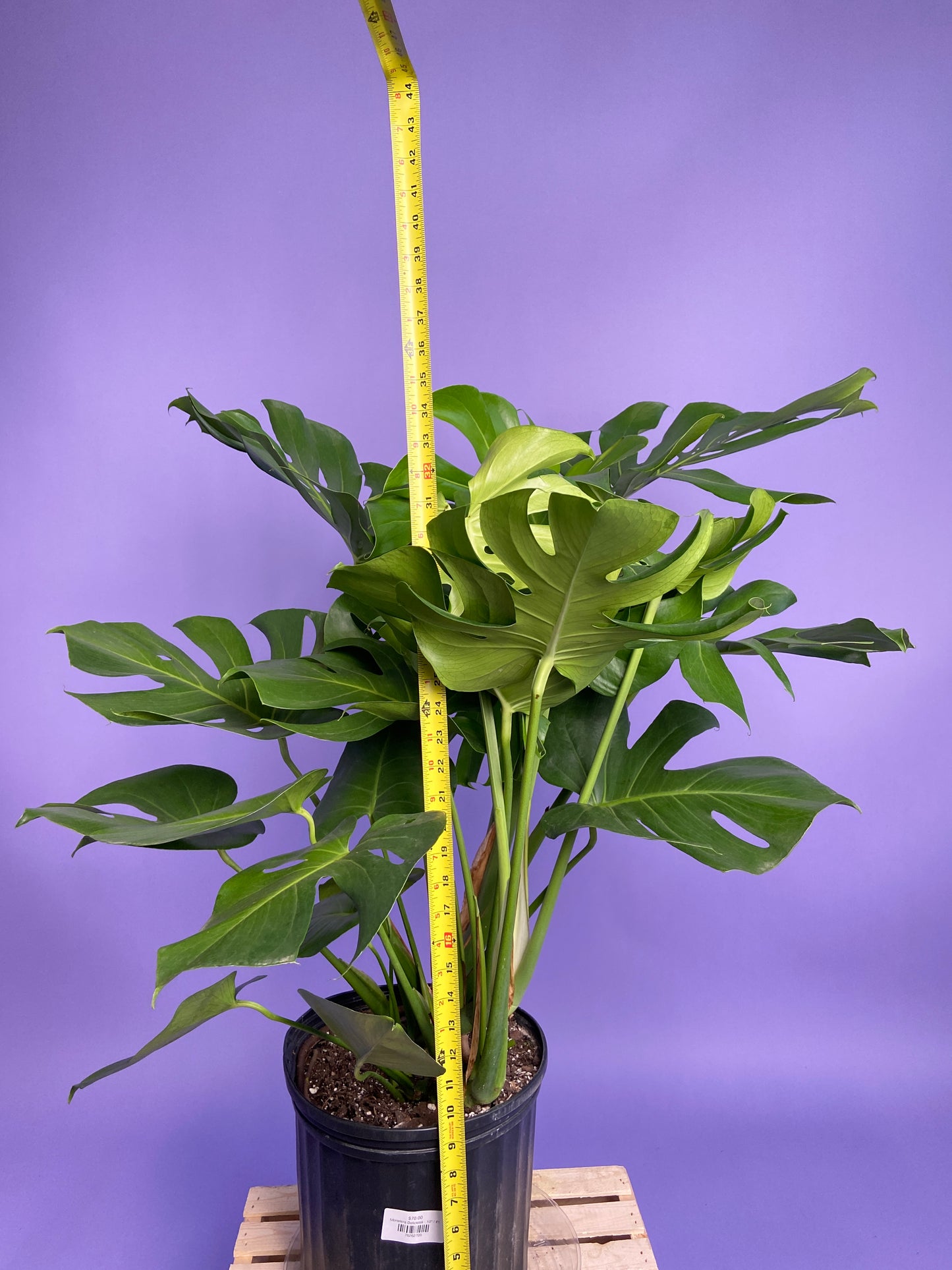 Monstera Deliciosa - 10"