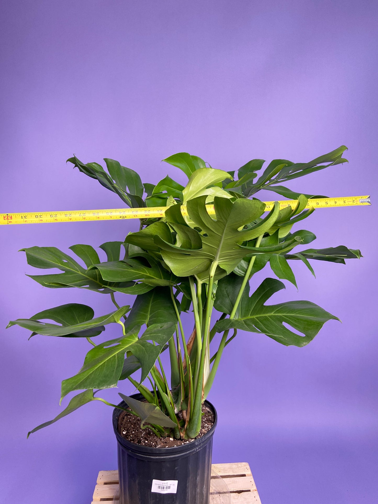 Monstera Deliciosa - 10"