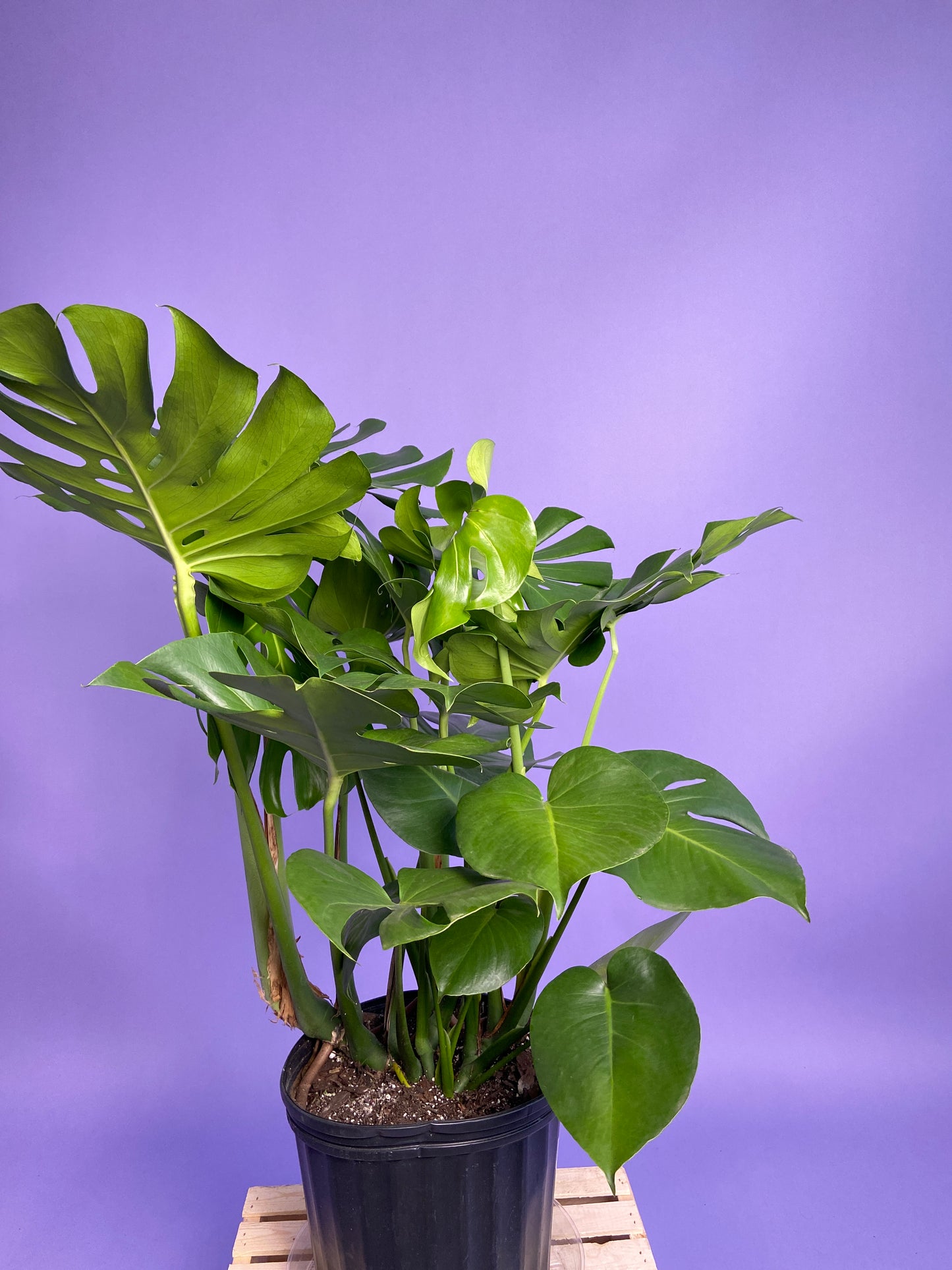 Monstera Deliciosa - 10"
