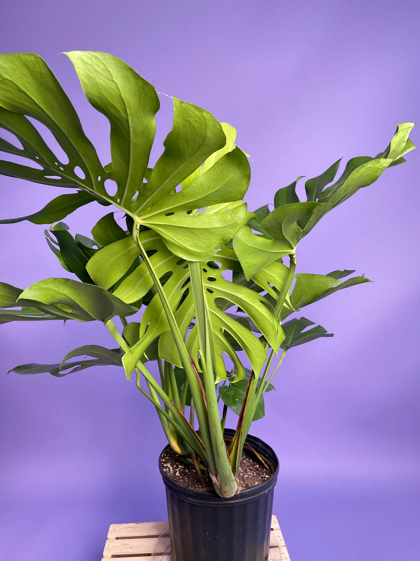 Monstera Deliciosa - 10"
