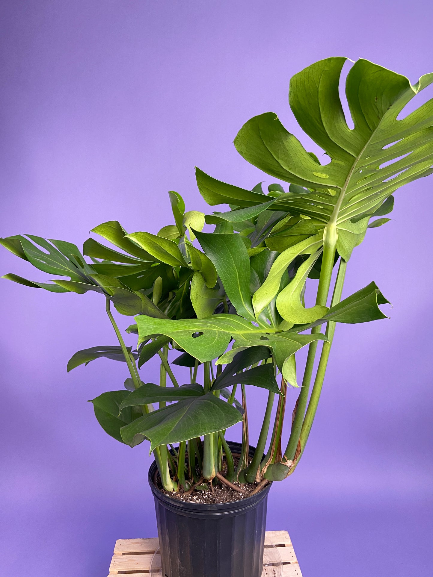 Monstera Deliciosa - 10"
